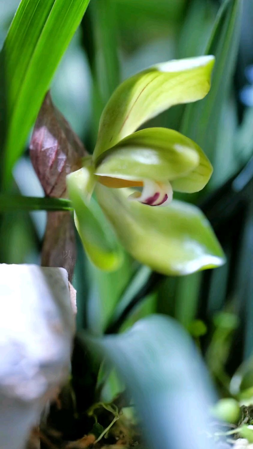 春兰经典品种大富贵