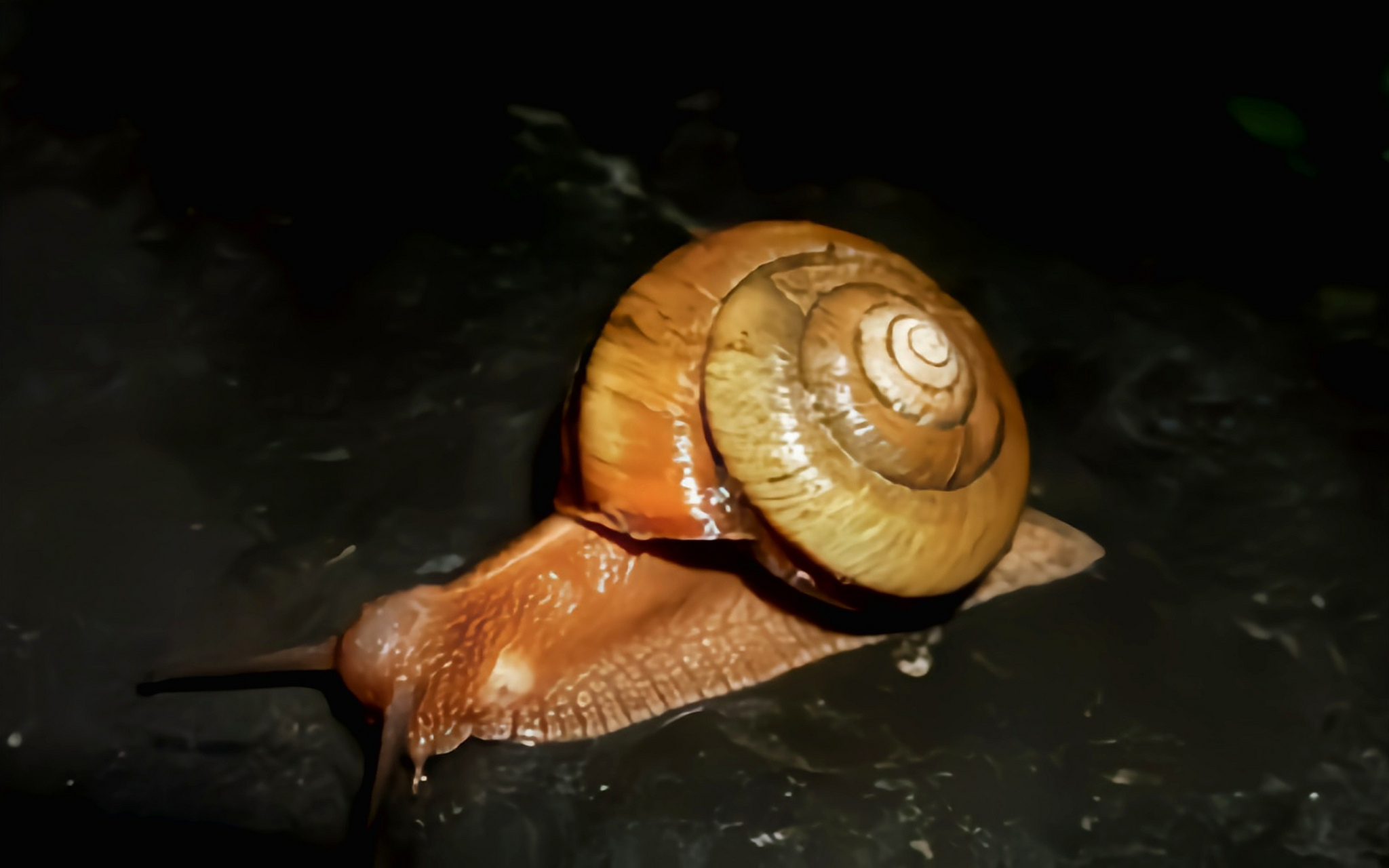 每天认识一种动物——江西巴蜗牛 江西巴蜗牛分布于我国黑龙江,河北