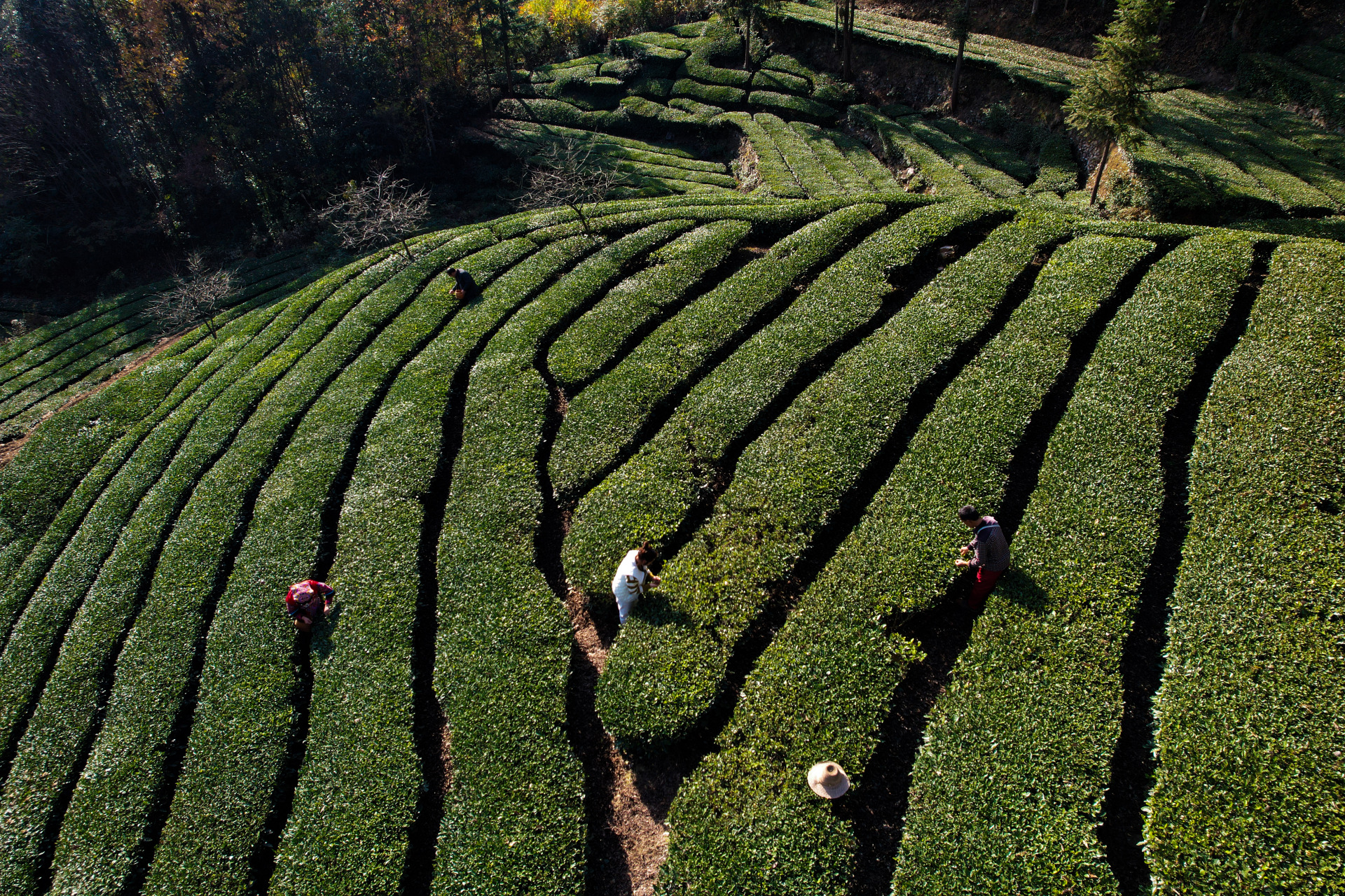 冬日冰雪漫游季# 冬天的茶园树叶落了,湖北宜昌,五峰高山茶园五彩