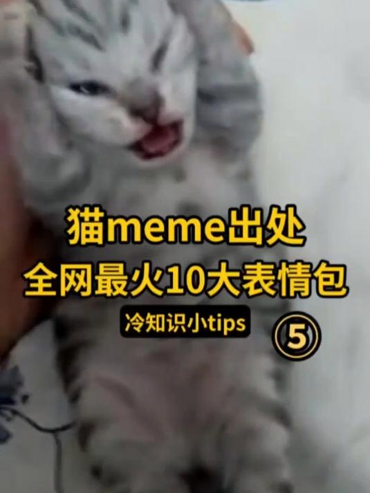 power表情包猫猫图片