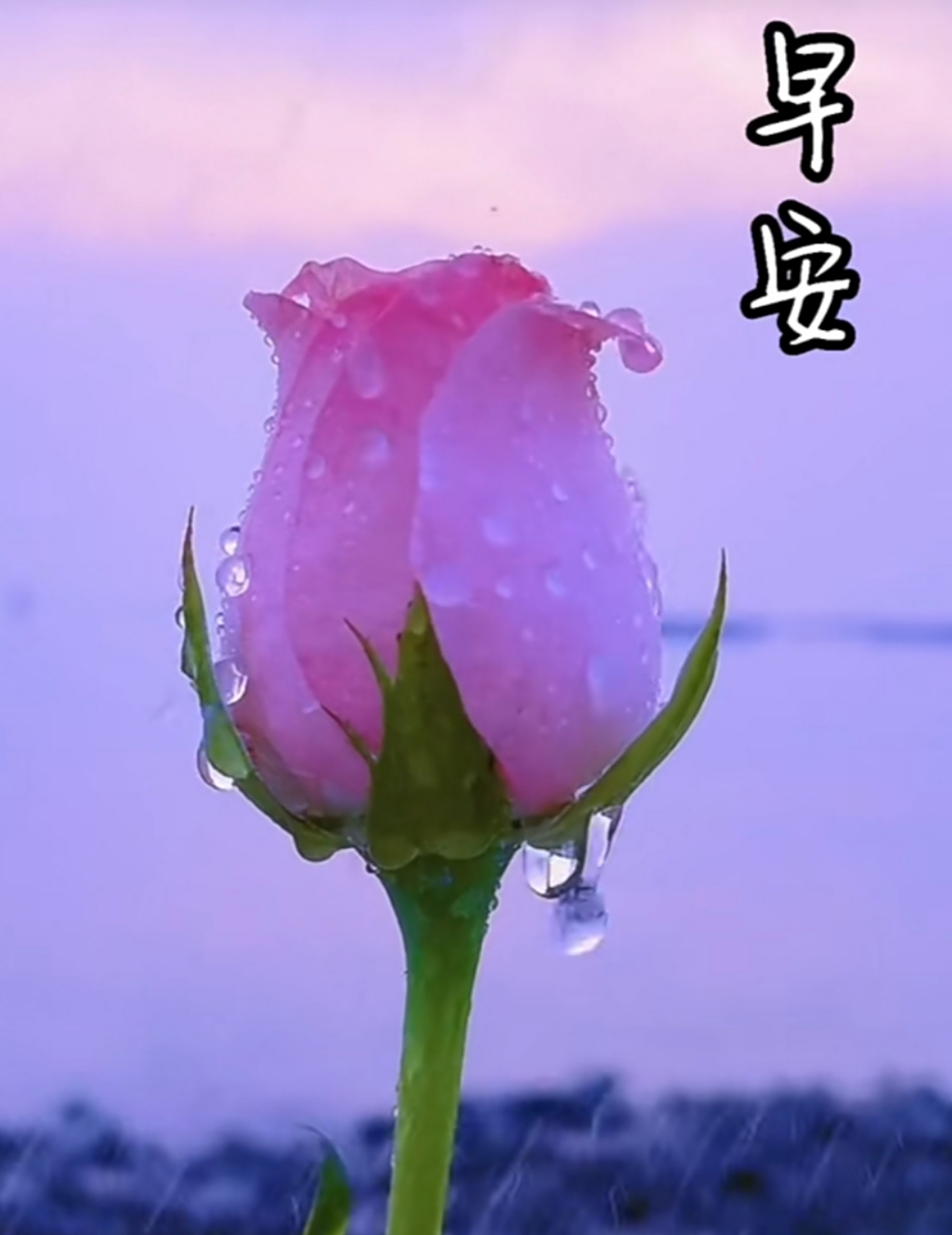 早安心语#  送你鲜花一朵 花美愿你心情更美 万事忧不如万事想开