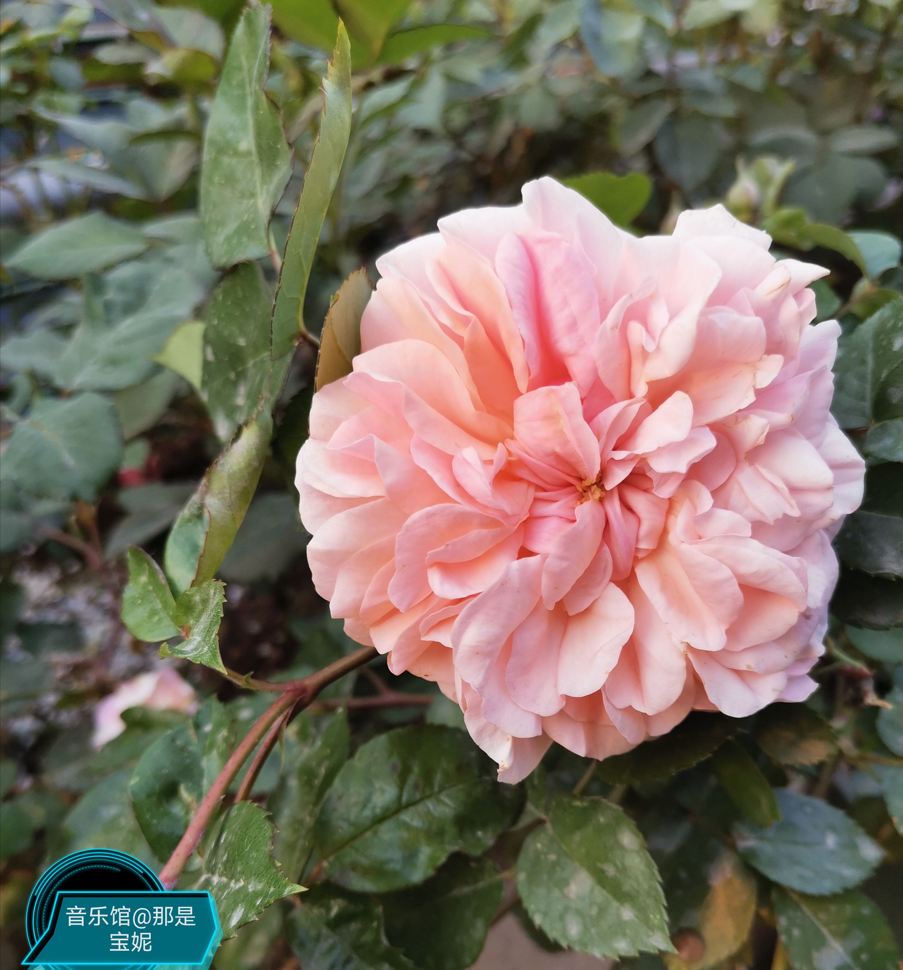 音乐馆月季的魅力