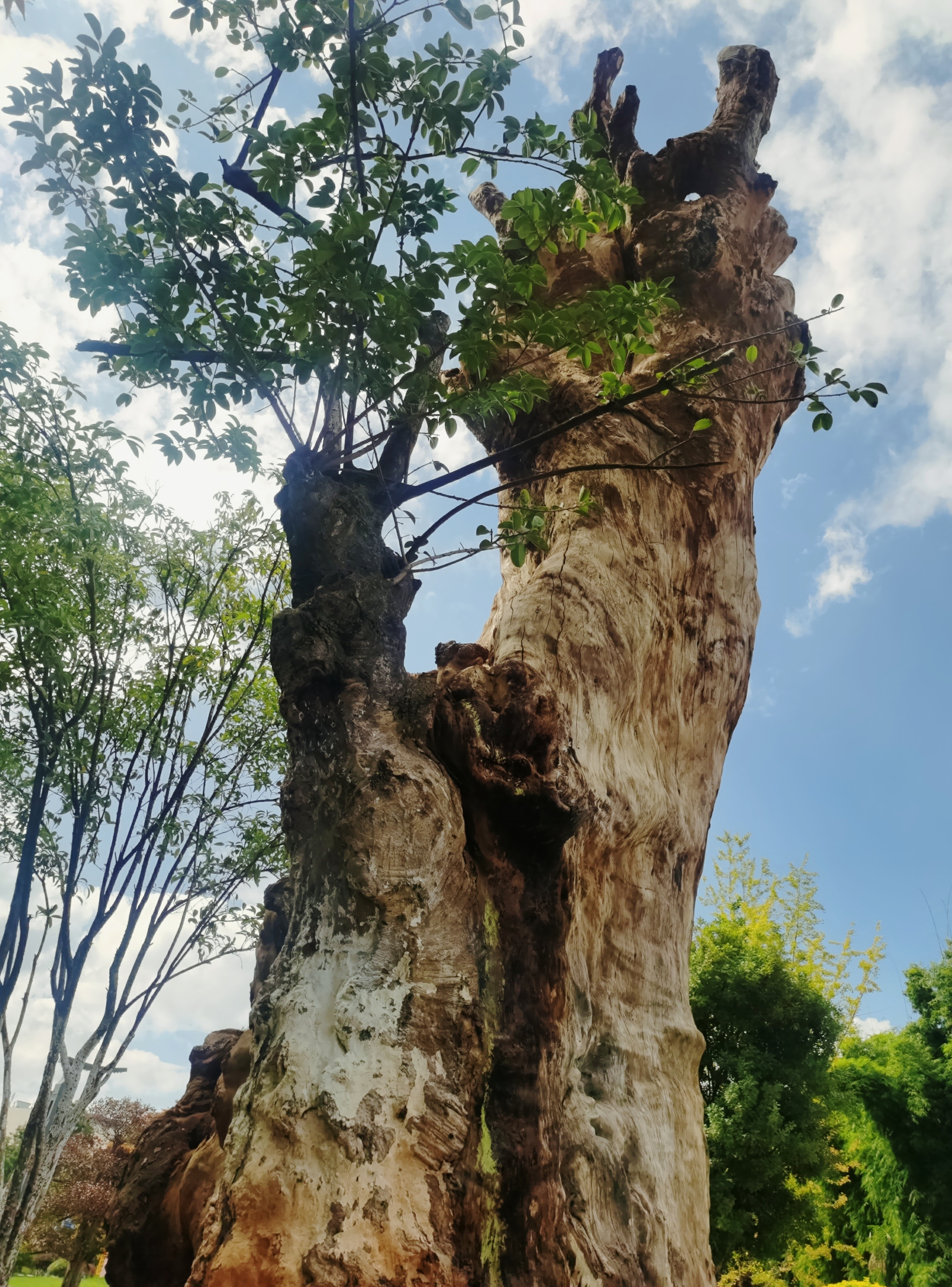 枯藤老树,又发新芽,硕果累累,挂满枝头
