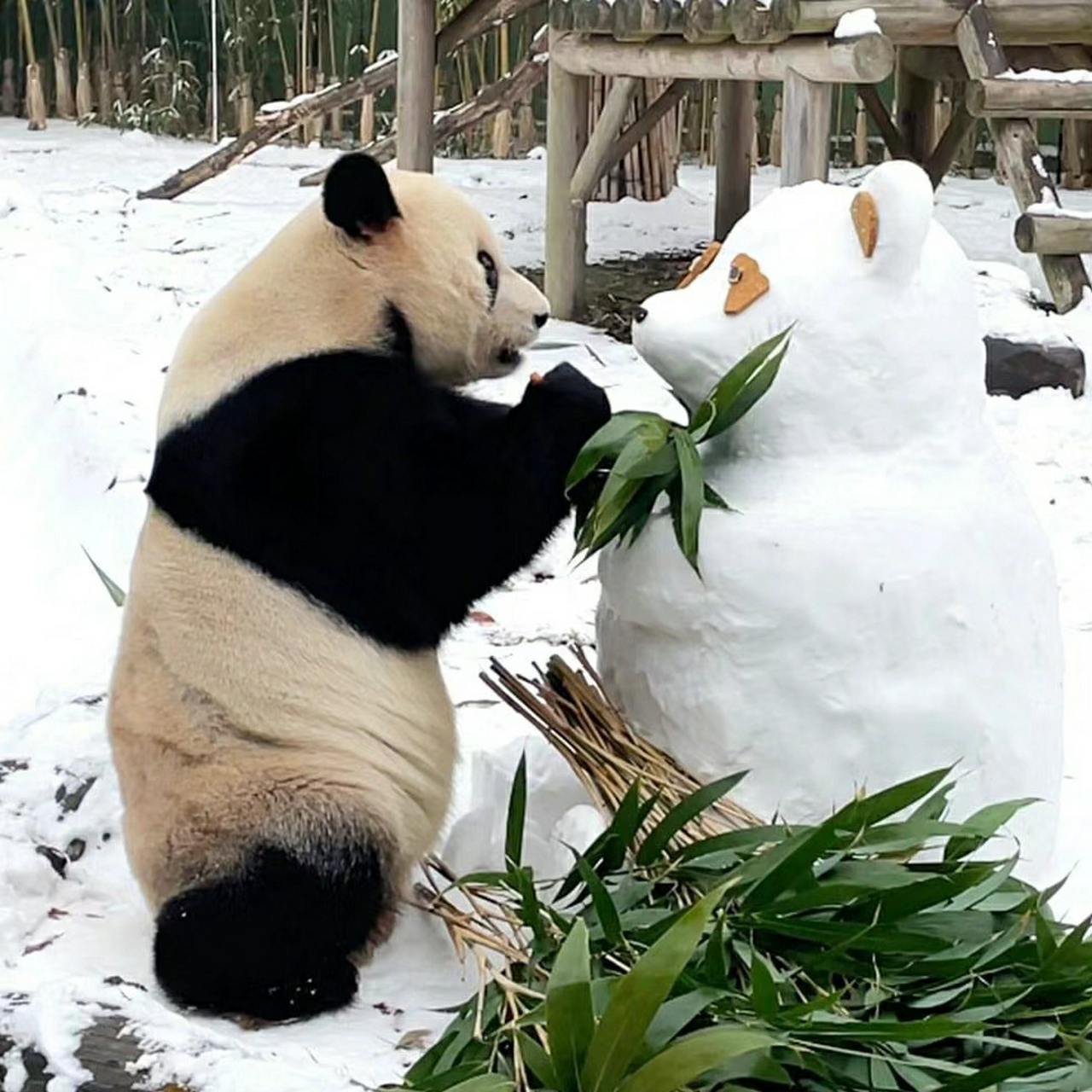 熊猫雪人图片大全图片