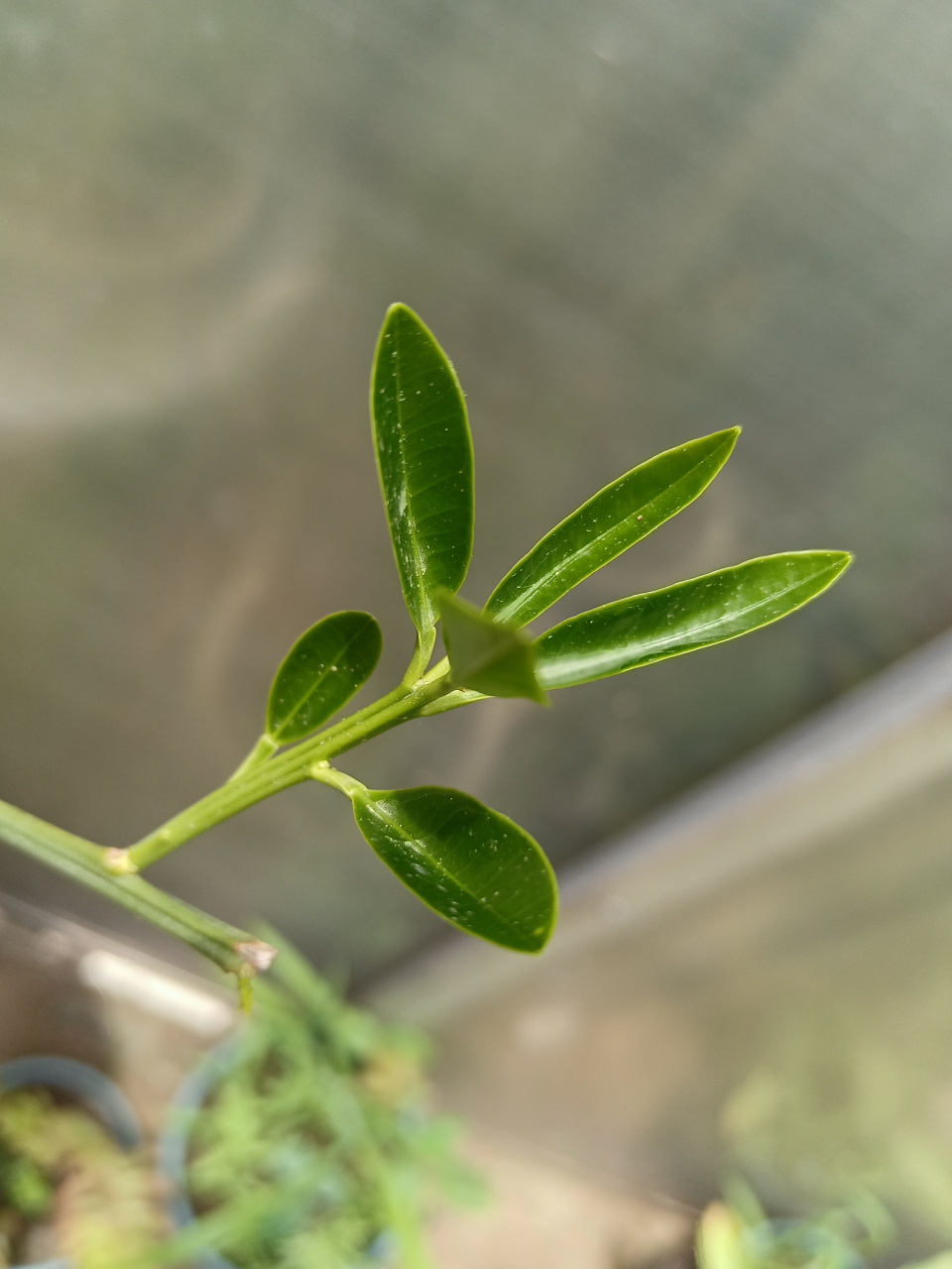 养了大半年的金桔终于冒芽了97