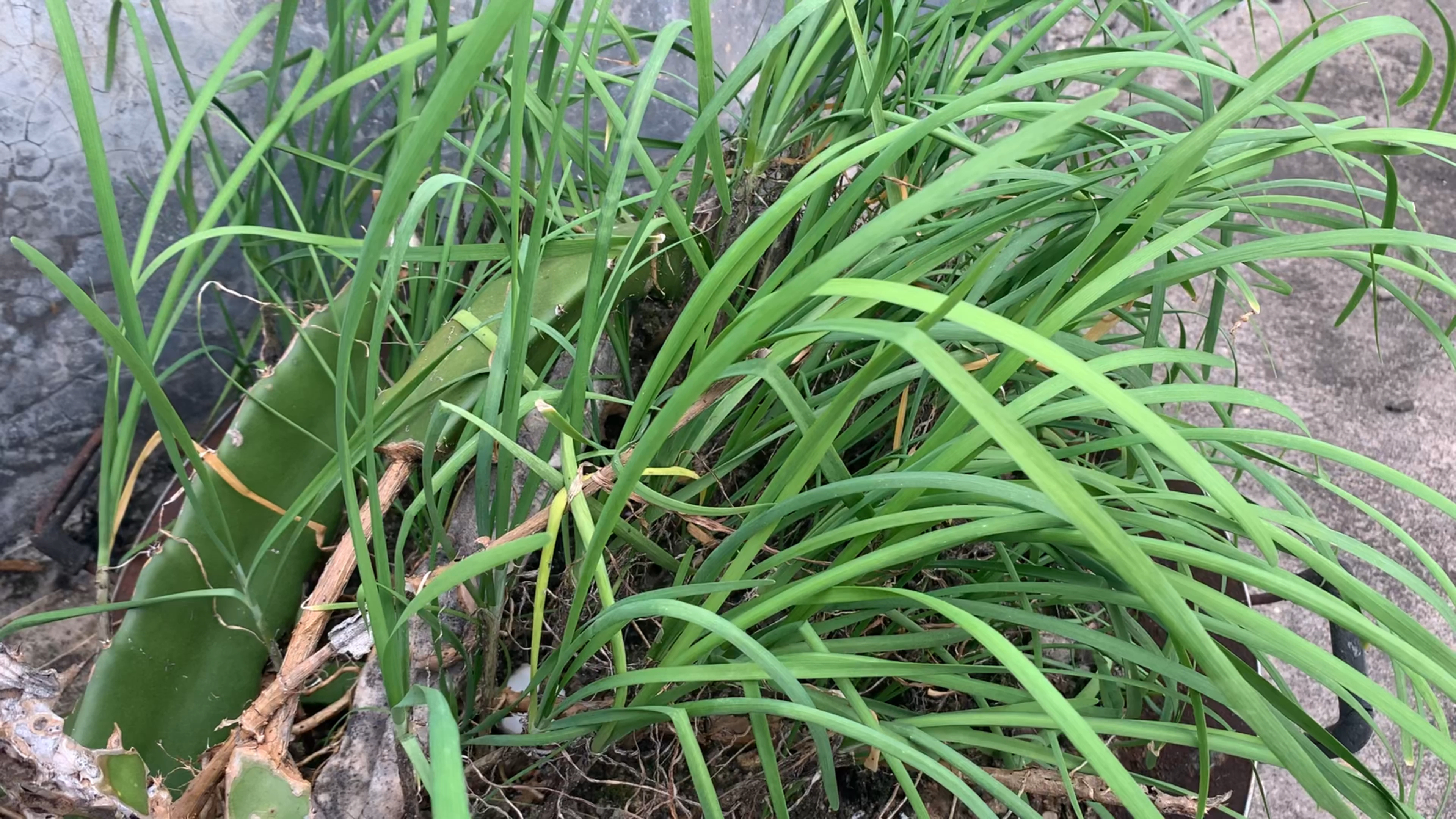 只有广东才有的蔬菜,广西都很少,出了广东广西很难见到