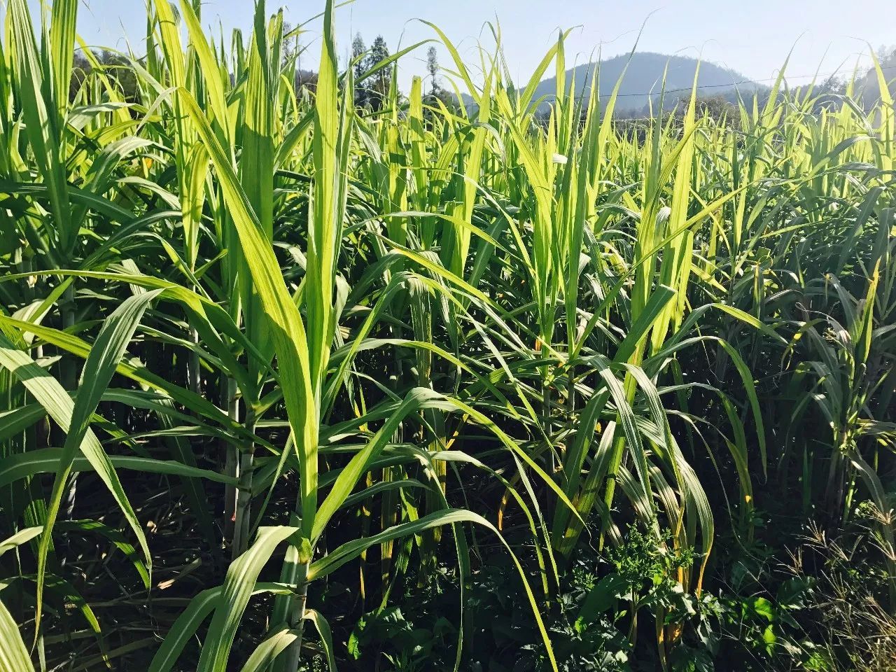揭秘甘蔗从种植到收割的全过程!