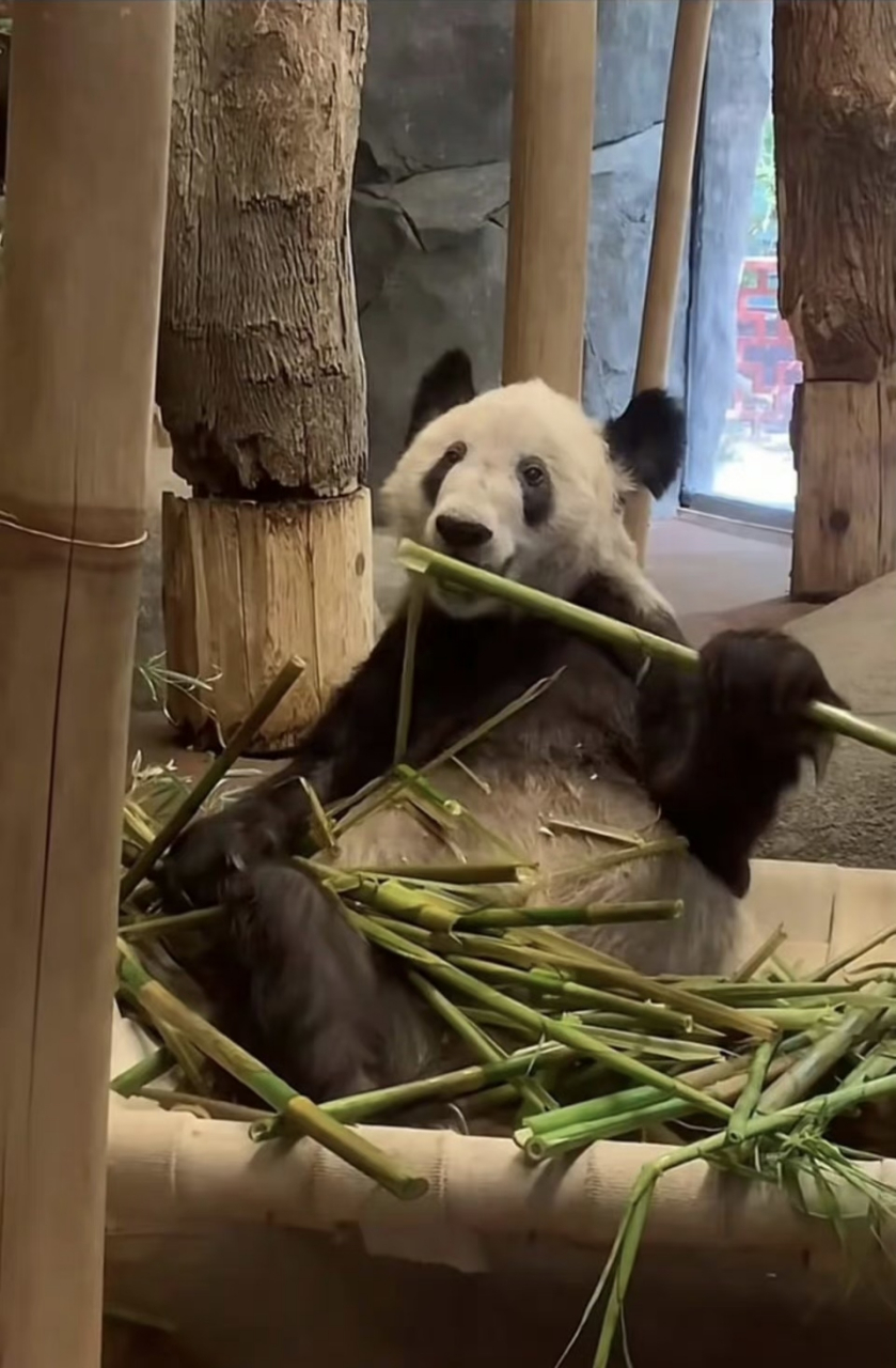上月27日,旅美大熊猫丫丫从美国孟菲斯回国,降落上海后在上海动物园