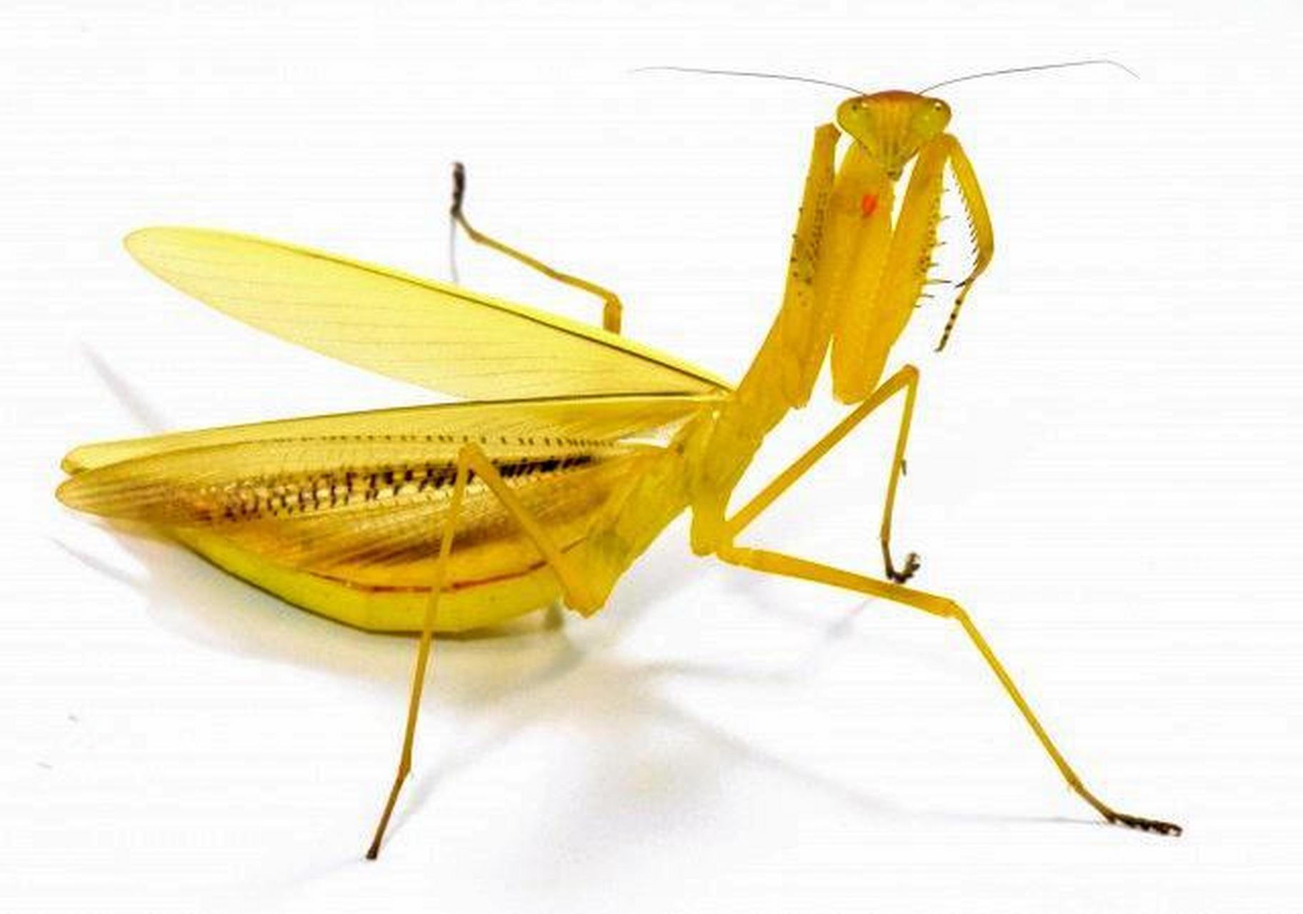 5厘米,雌性较大,体长约7厘米,而且黄花螳螂的体表为黄色,头