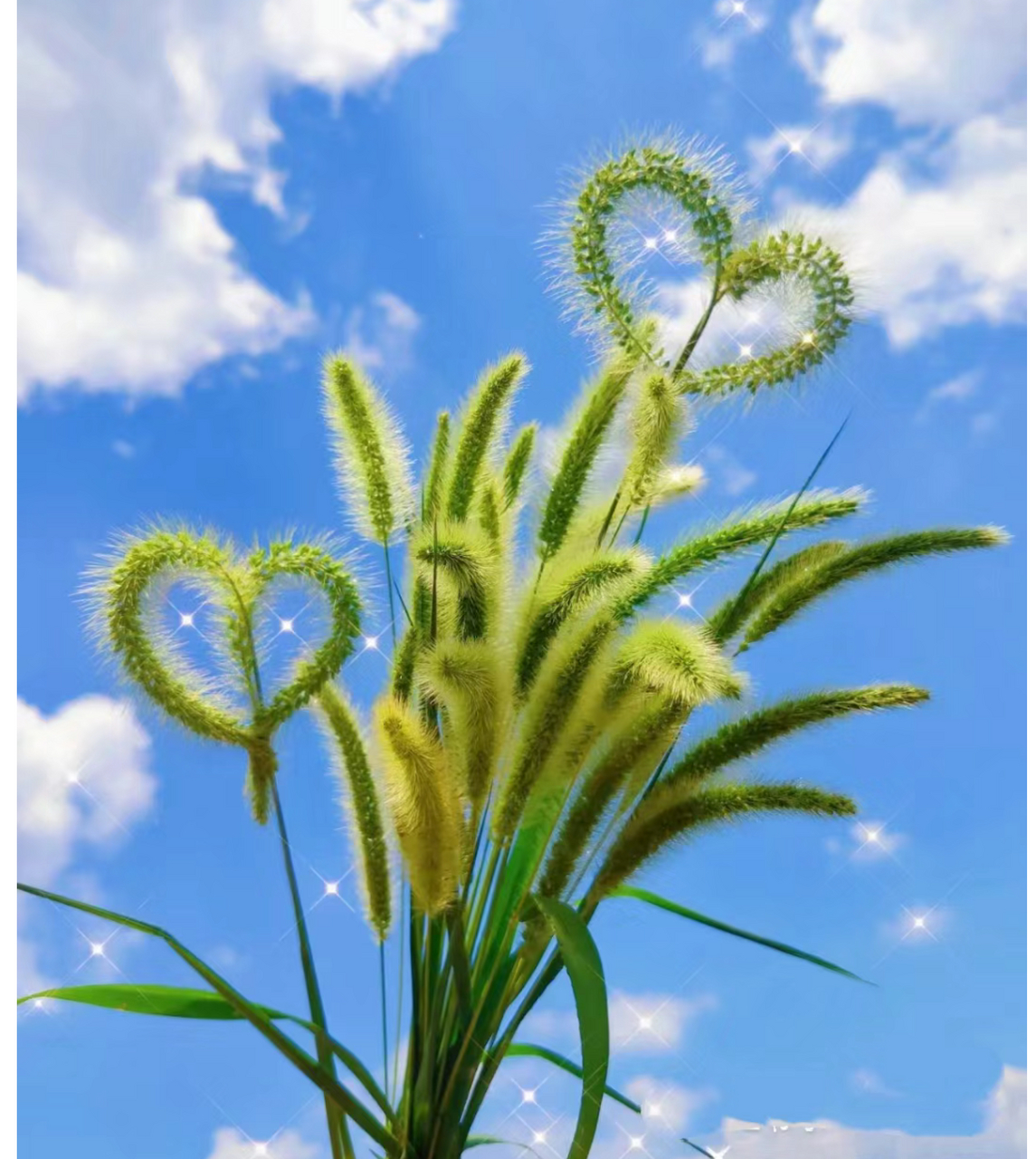 狗尾巴草的花语是什么