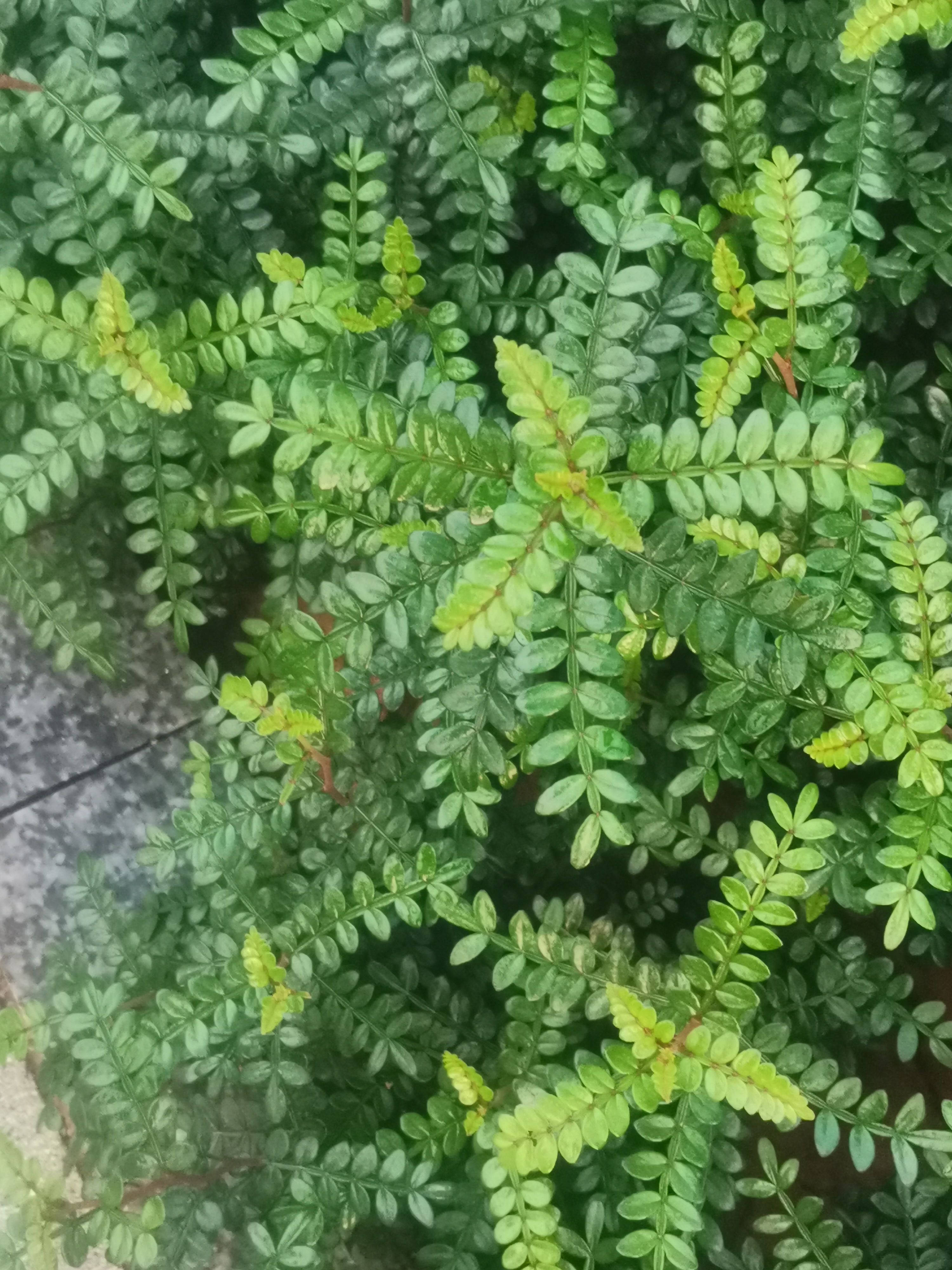 随手拍的冬季封神照片# 胡椒木