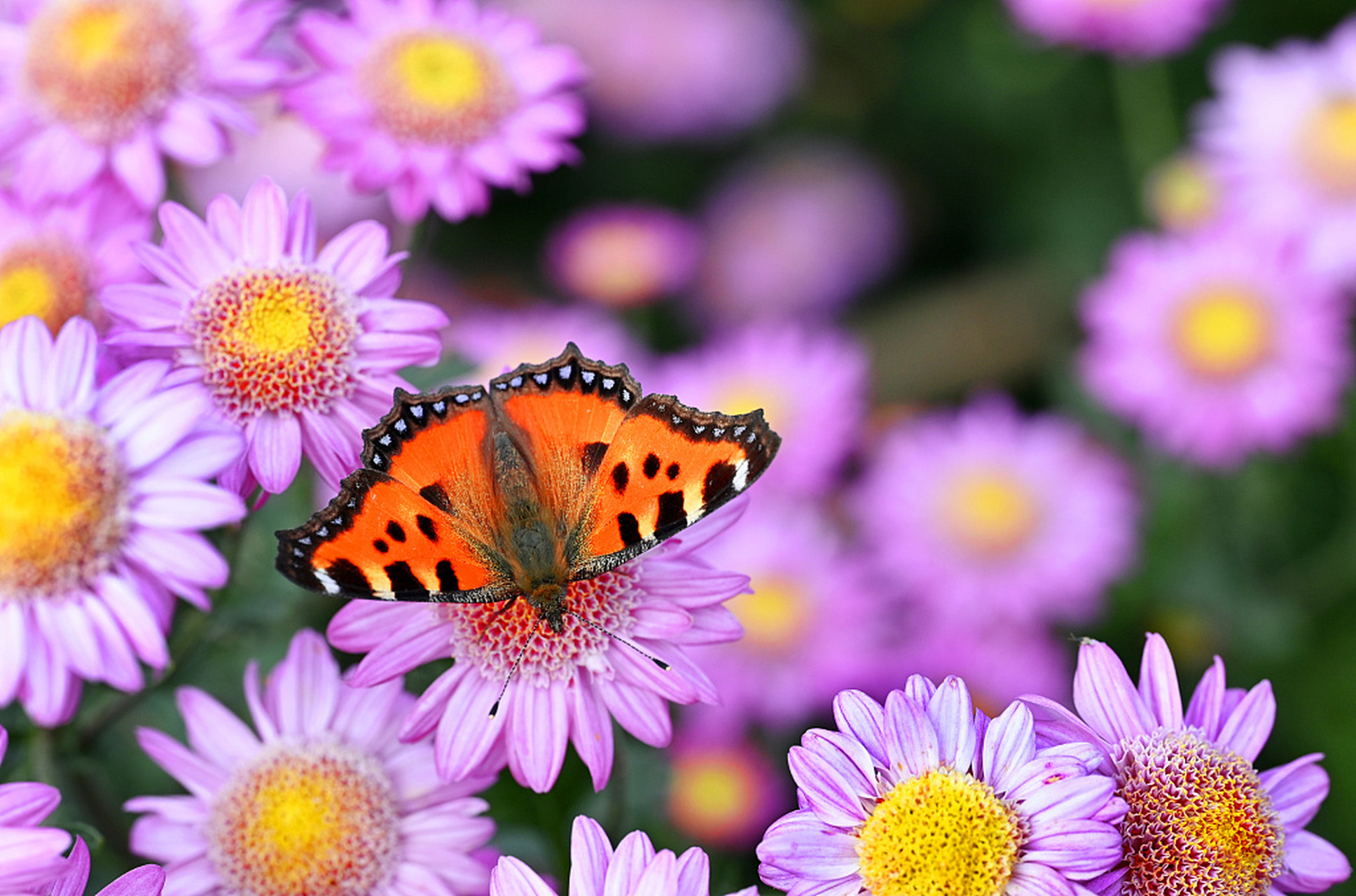 近日,在贵阳息烽县,初冬的花园里菊花依然鲜艳绽放,各色蝴蝶在花间