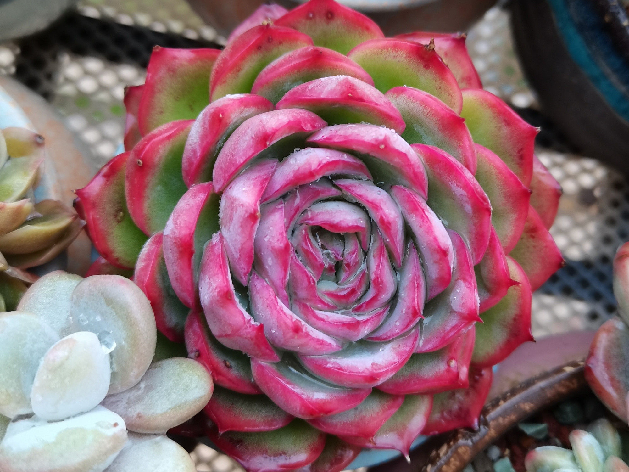 颜值高口碑好的多肉侧影,也叫法兰西玫瑰,出状态像花一样漂亮