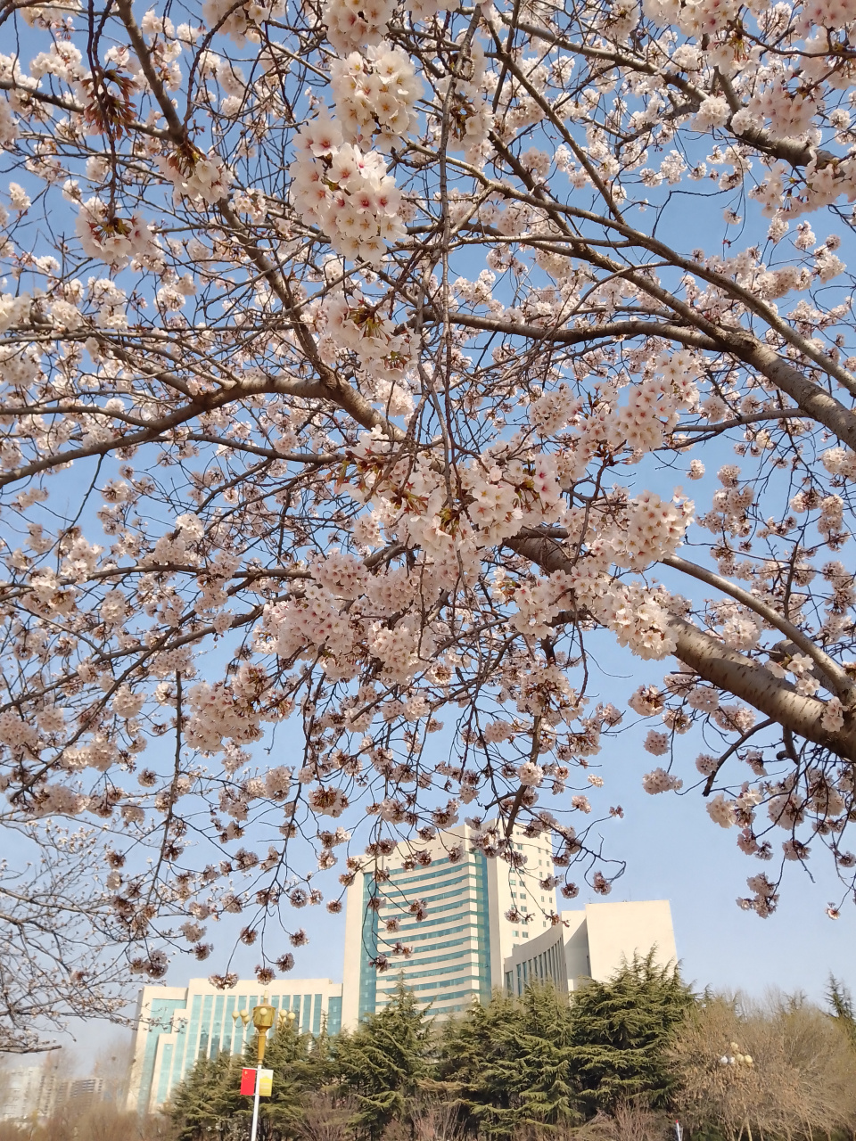 潍坊市人民广场樱花94大道