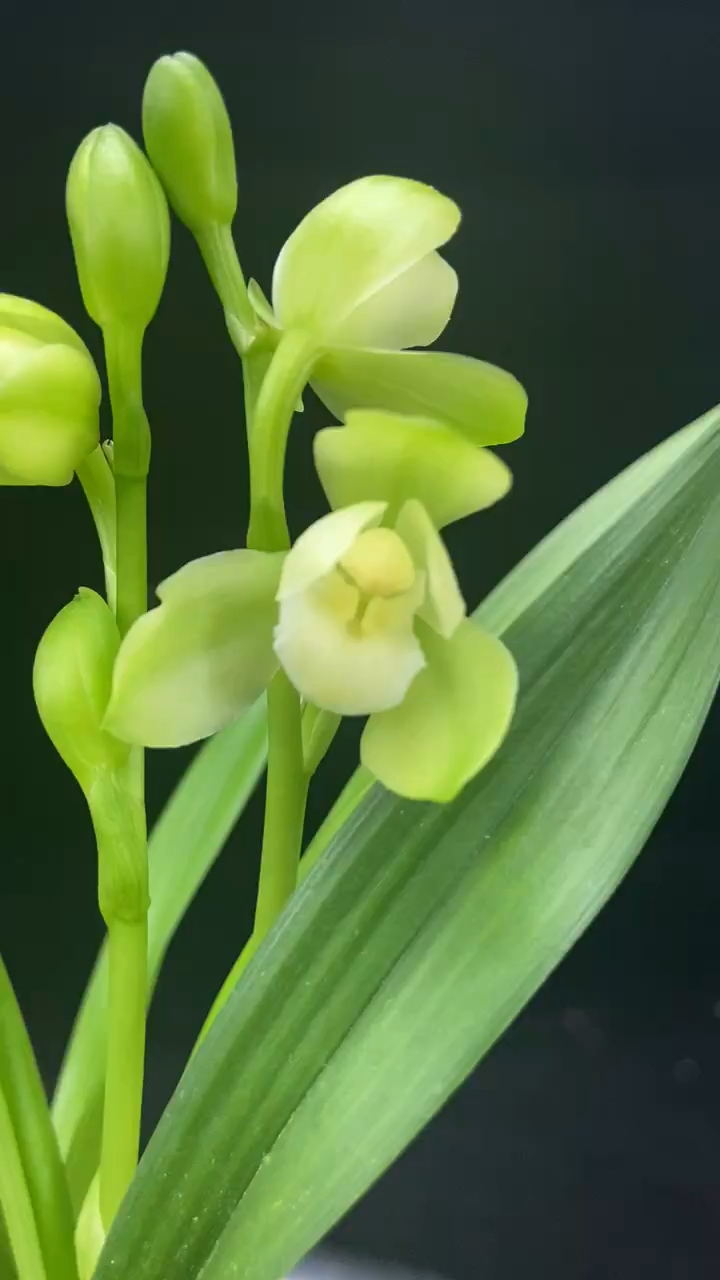 建兰矮壮掌上明珠