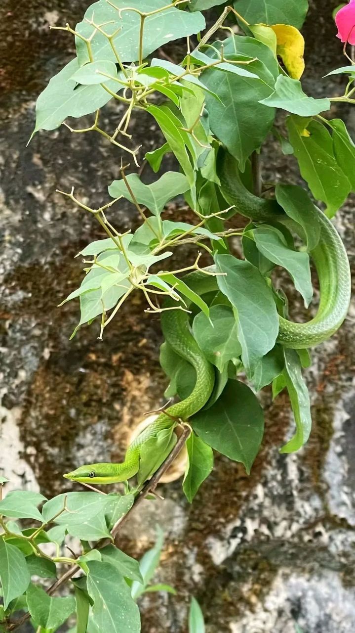 竹叶青和翠青蛇图片