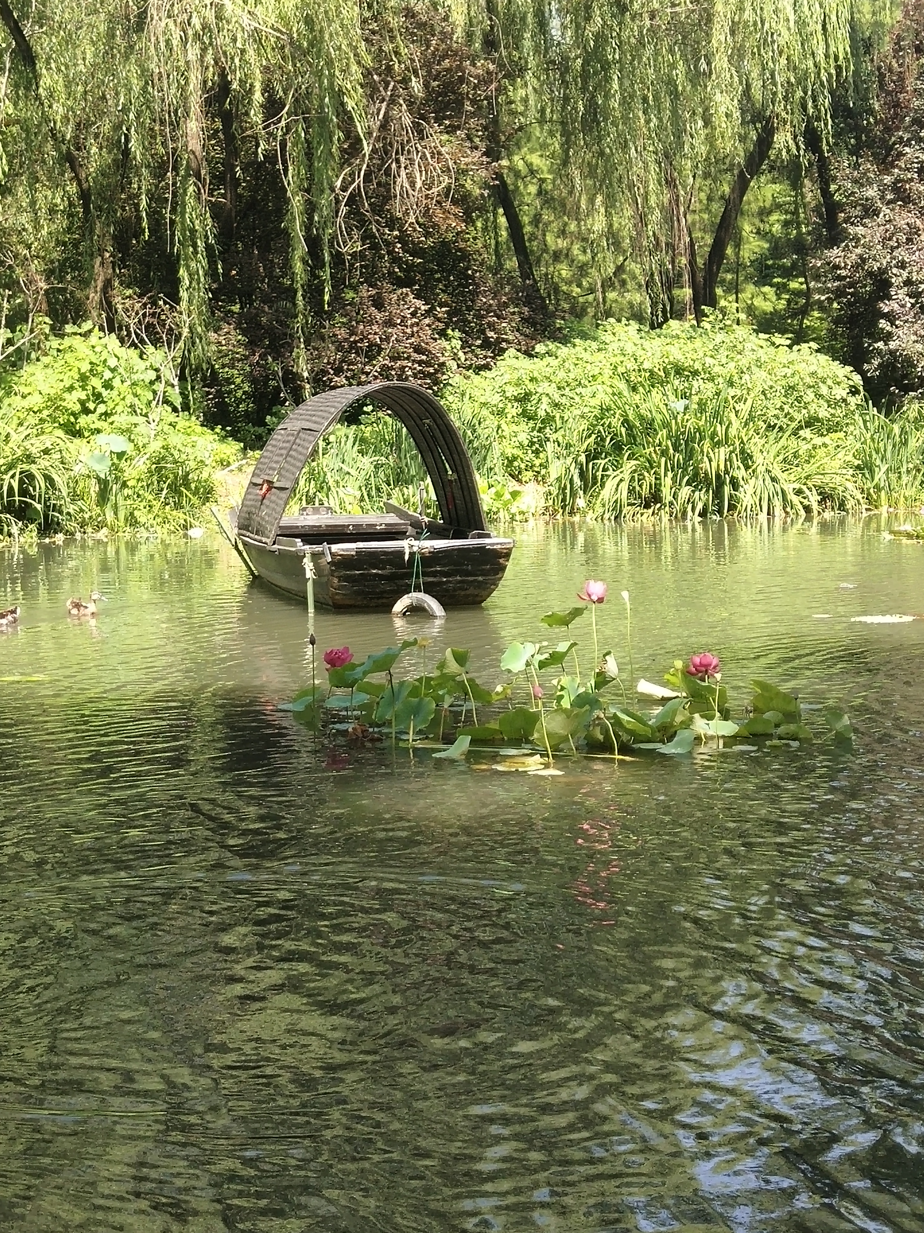 大暑节气至又一个热烈的季节将要结束