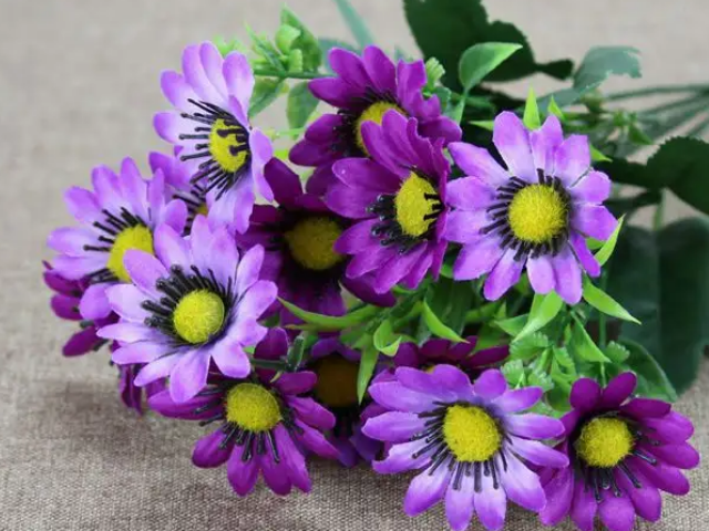 紫色菊花代表什么意思