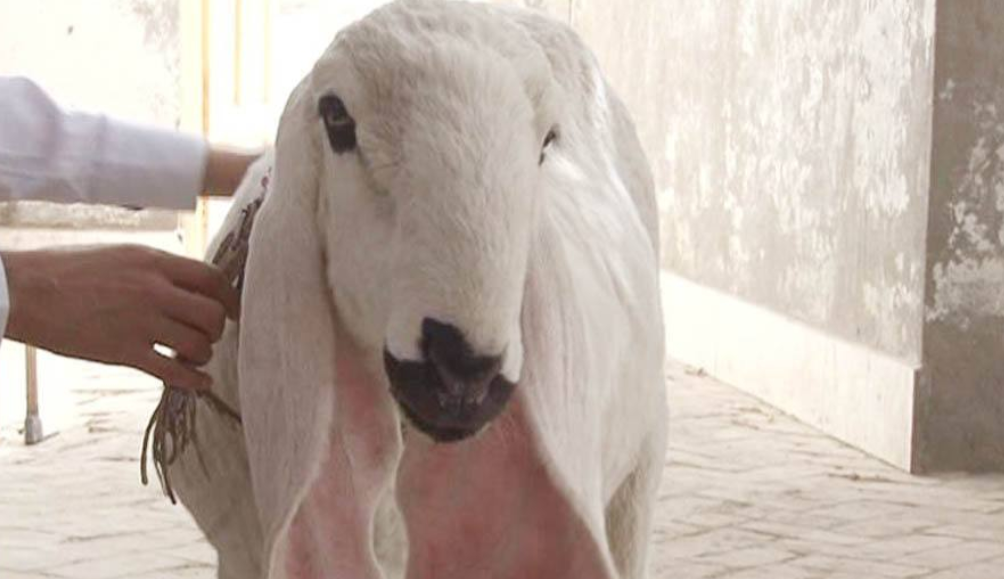 盘点世界上最贵的羊,一只价值1200万,为什么比黄金还贵?