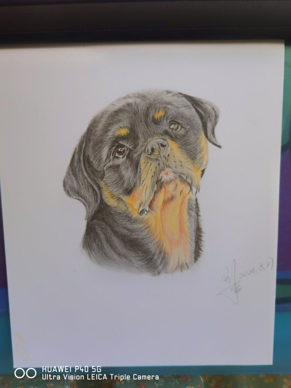 彩铅画委屈的狗
