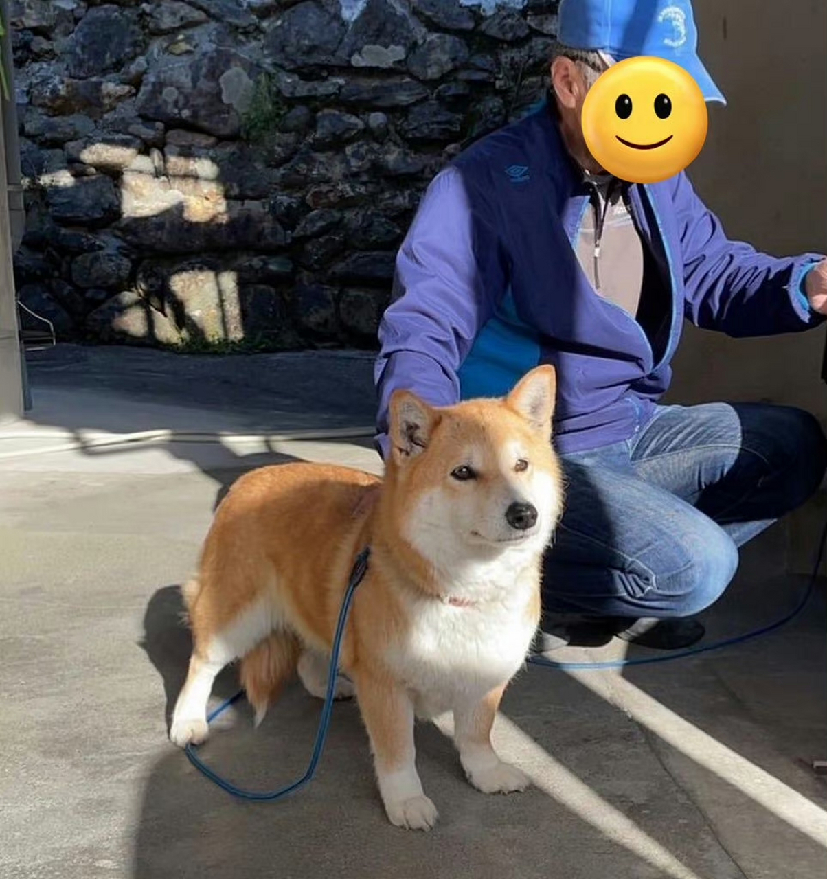 柯基和柴犬生下的真柴可夫斯基