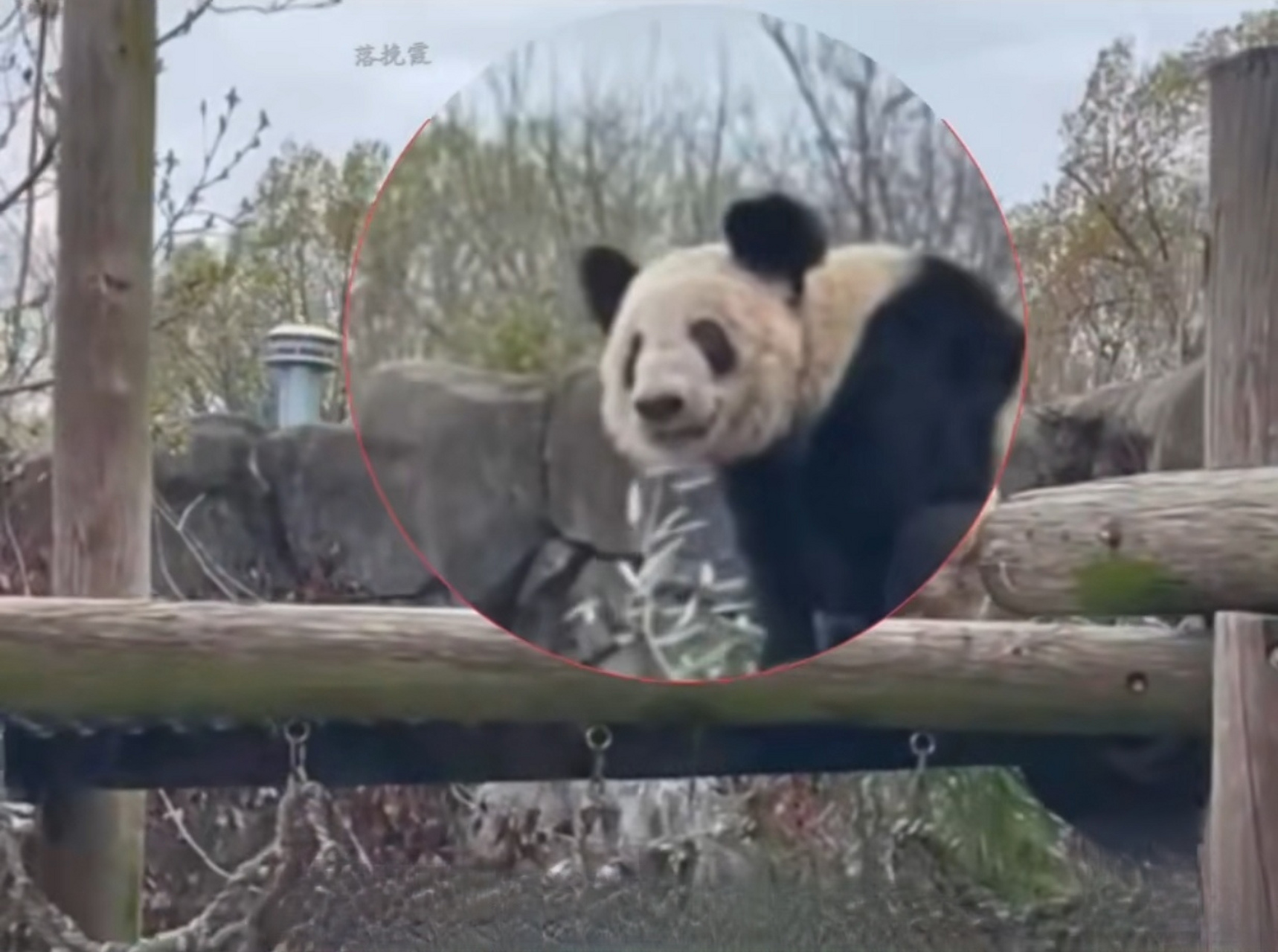 治愈了我们千千万万网友!