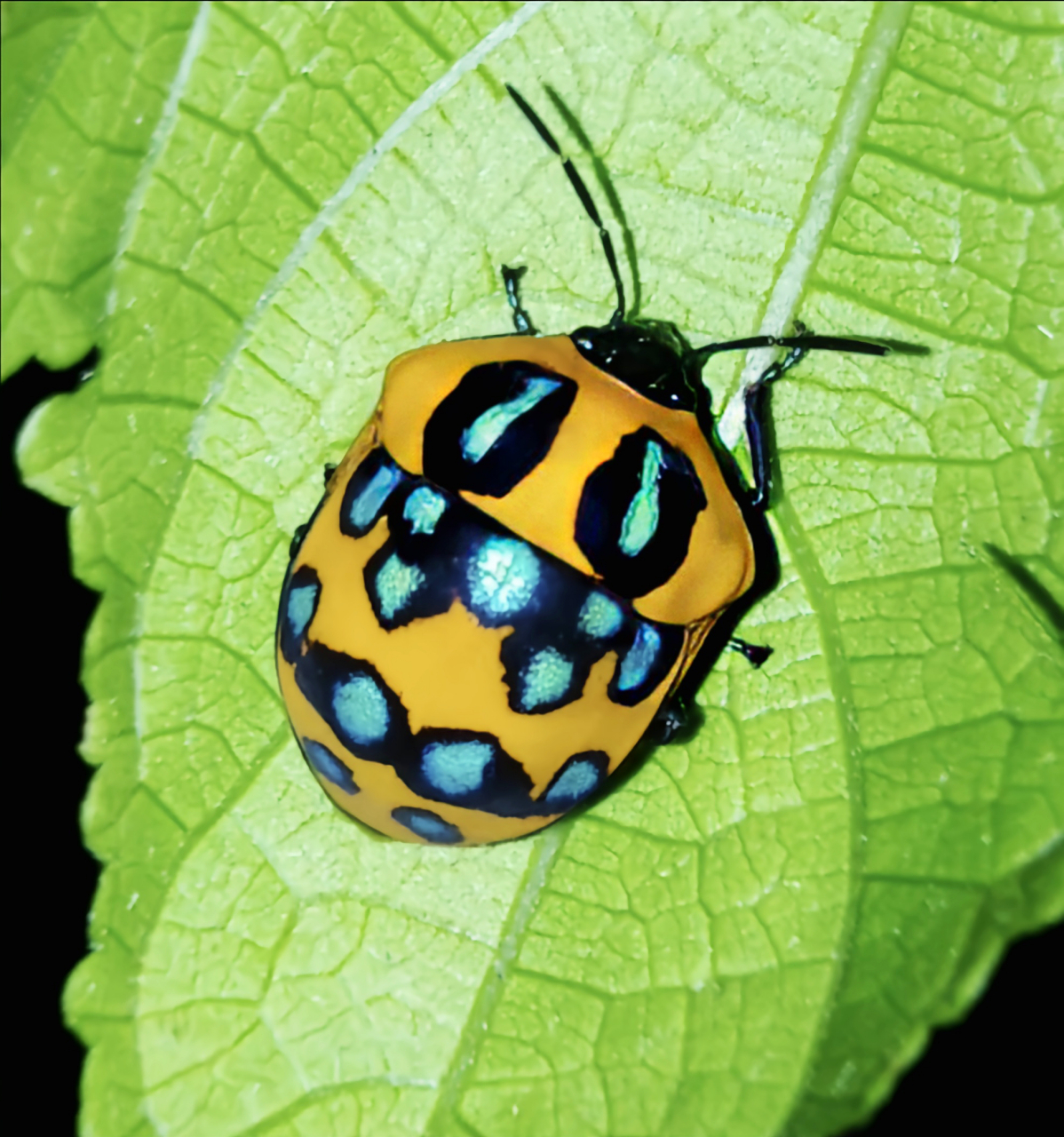 每天认识一种昆虫——桑宽盾蝽 桑宽盾蝽是半翅目,盾蝽科昆虫,分布于