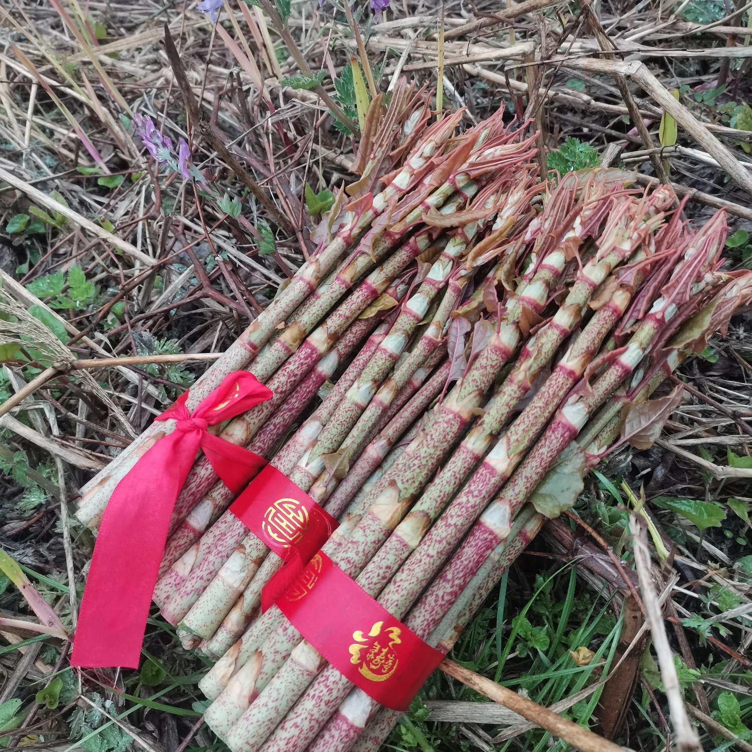 有生命的酸菜酸筒杆虎杖笋