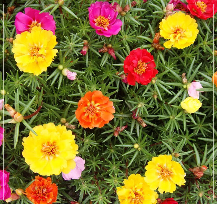 死不了花的扦插方法