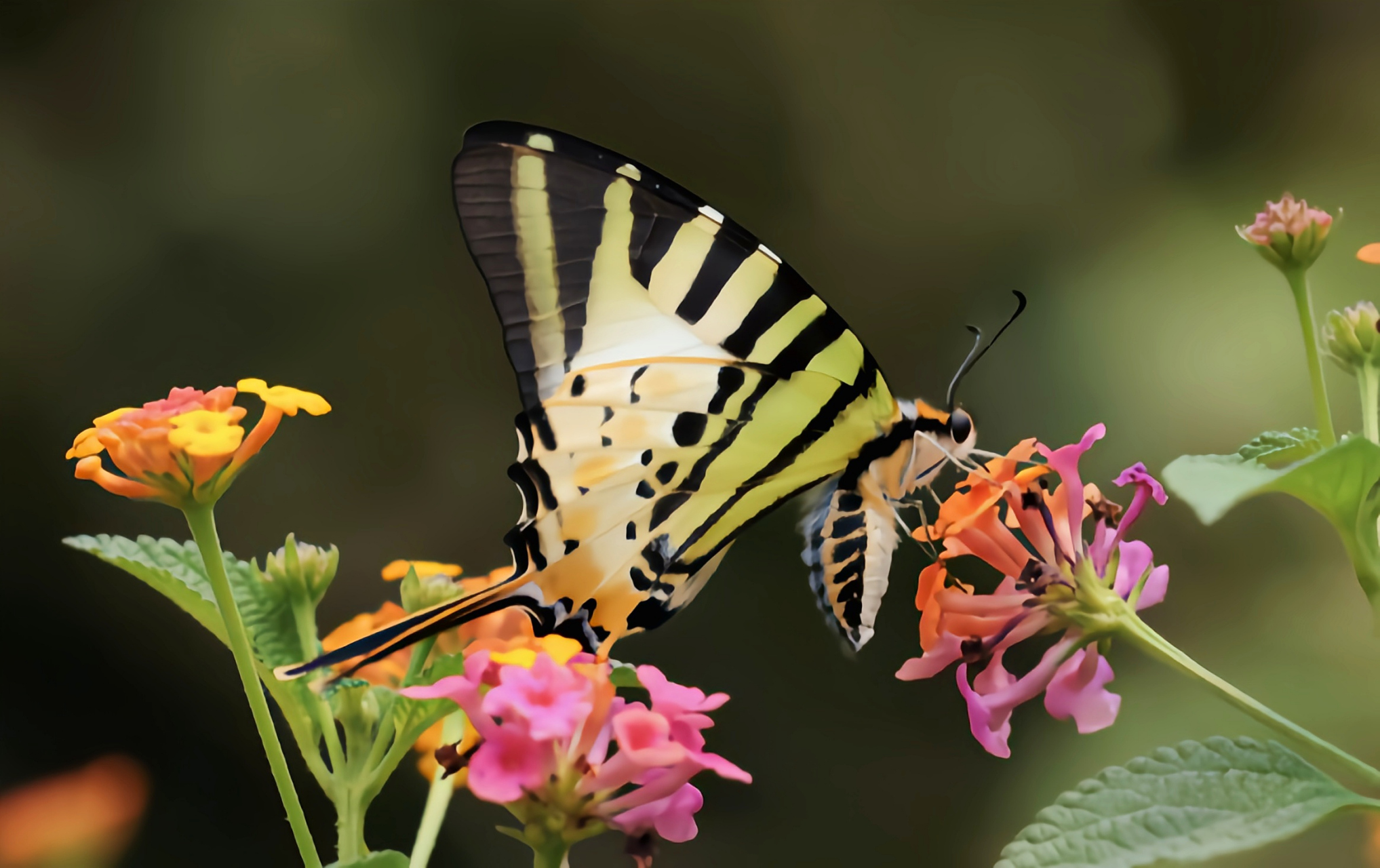 每天认识一种动物——绿凤蝶 绿凤蝶别名五纹绿凤蝶,原产于亚洲南部,