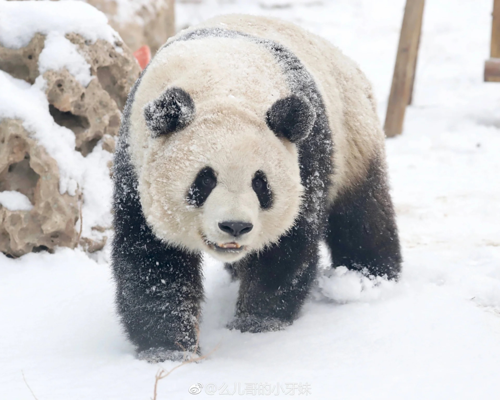 雪弗兰(萌兰版)