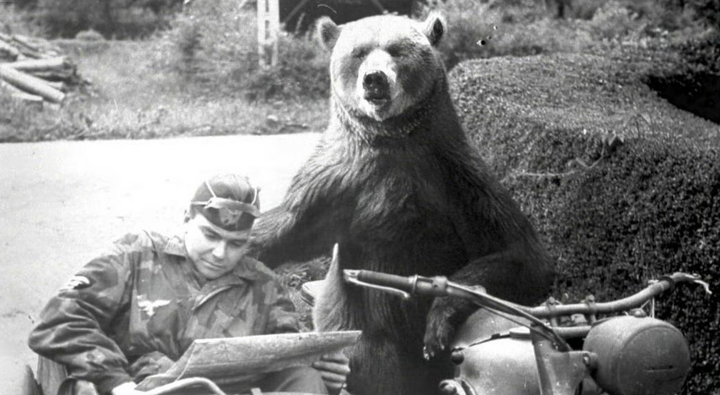 战斗熊wojtek纪录片图片