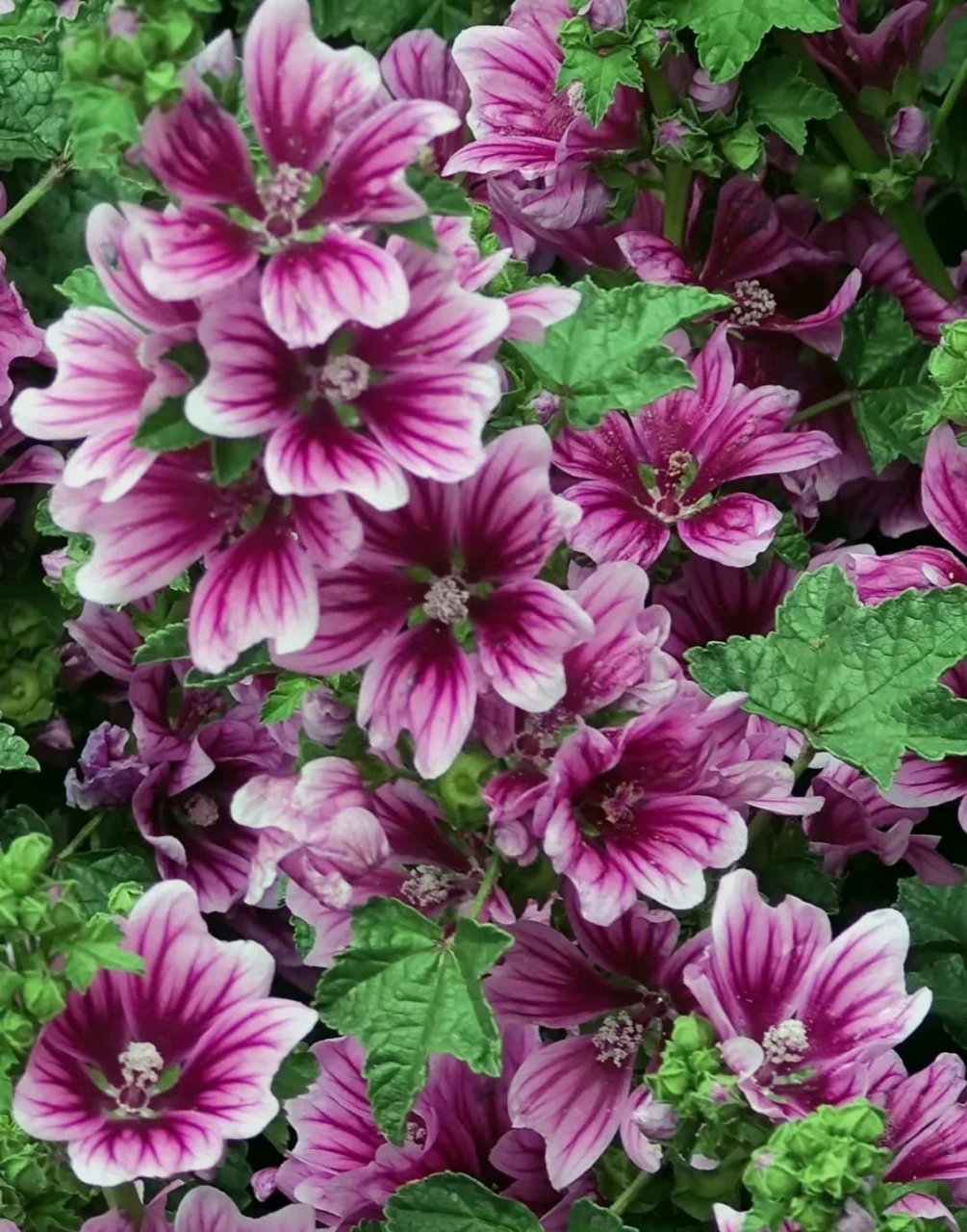 花卉鉴赏:锦葵,又名荆葵,钱葵,棋盘花,株高分枝多,花朵簇生,花色为紫