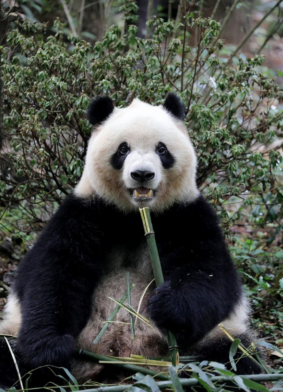 看我头顶,这不是顶着吗?  拍照拍好了吗?拍好我就吃了啊!#大熊猫奇一