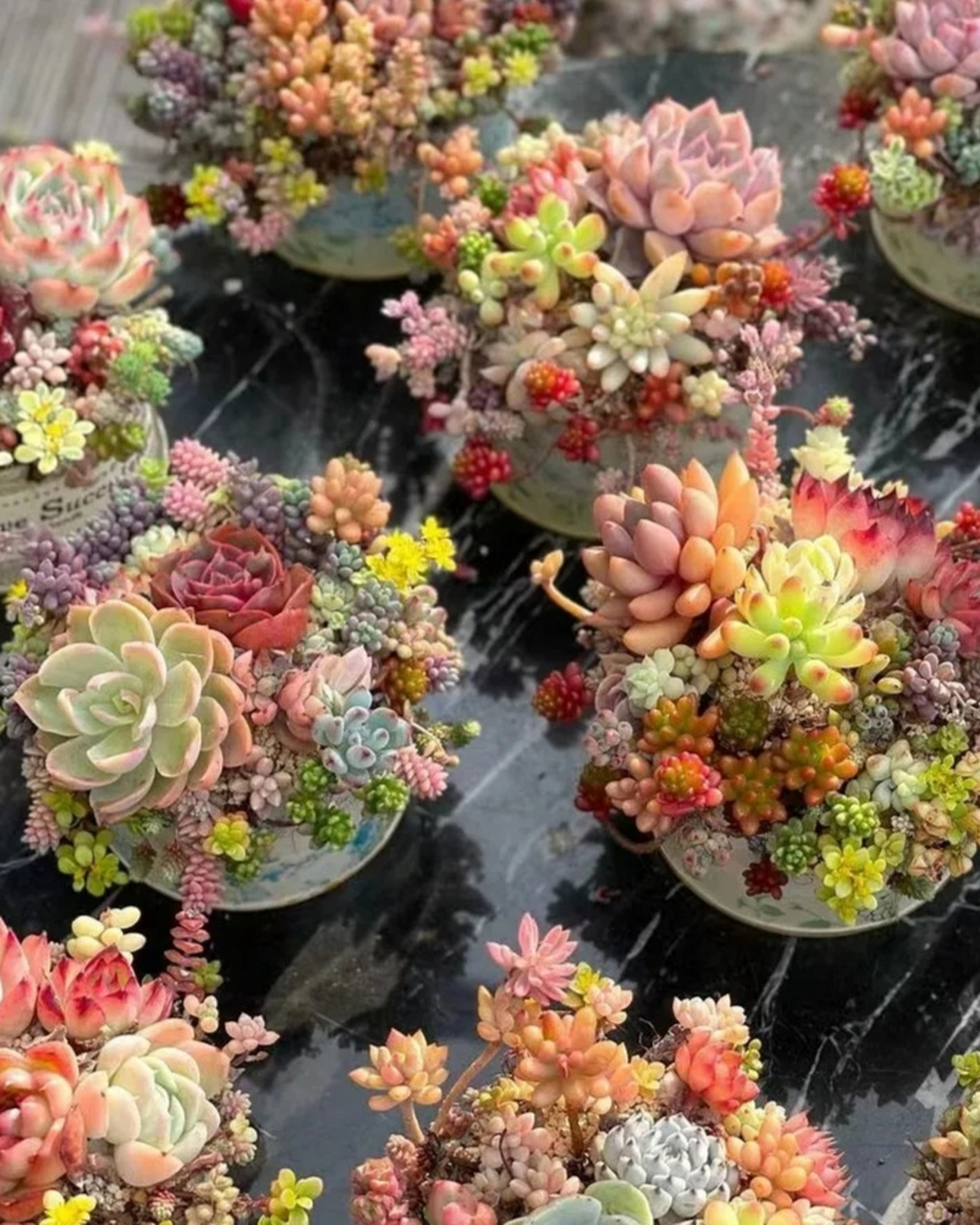 这些混合的多肉盆栽组合,真是太漂亮了!