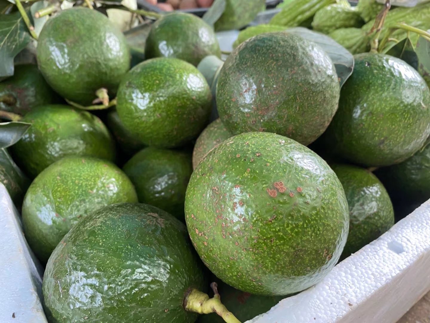 柬埔寨的牛油果