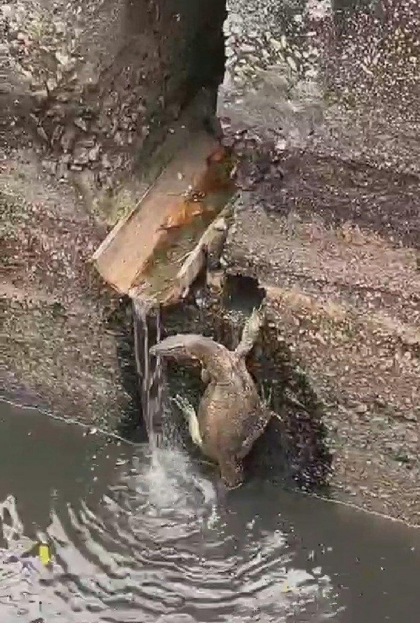 第一次见到有甲鱼不带壳就出来水的#趣图搞笑