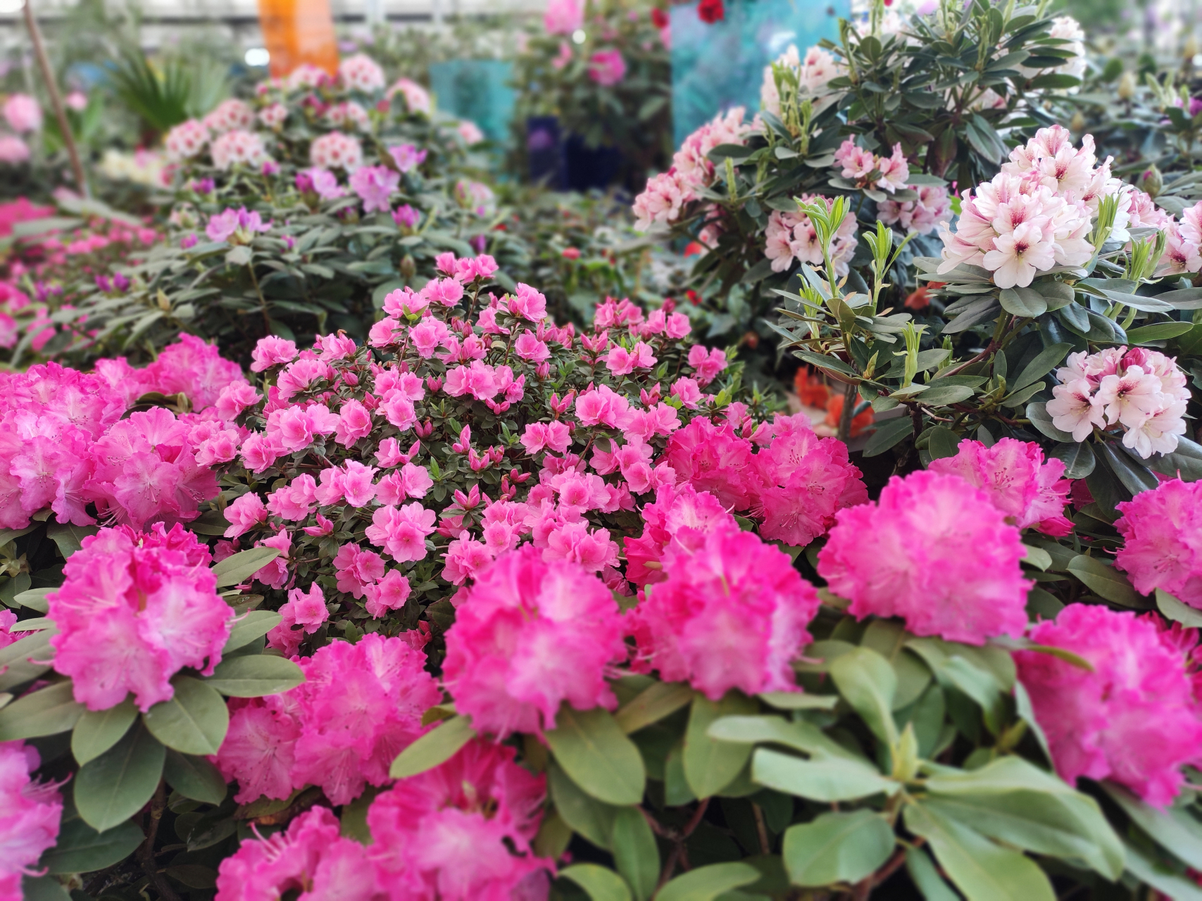 日照杜鹃花博览园