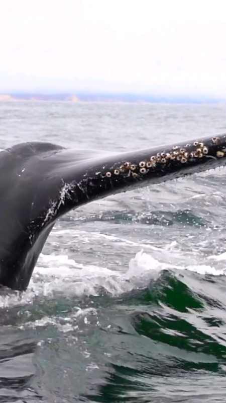 鲸鱼拍打海面,想要摆脱尾巴上的藤壶-度小视