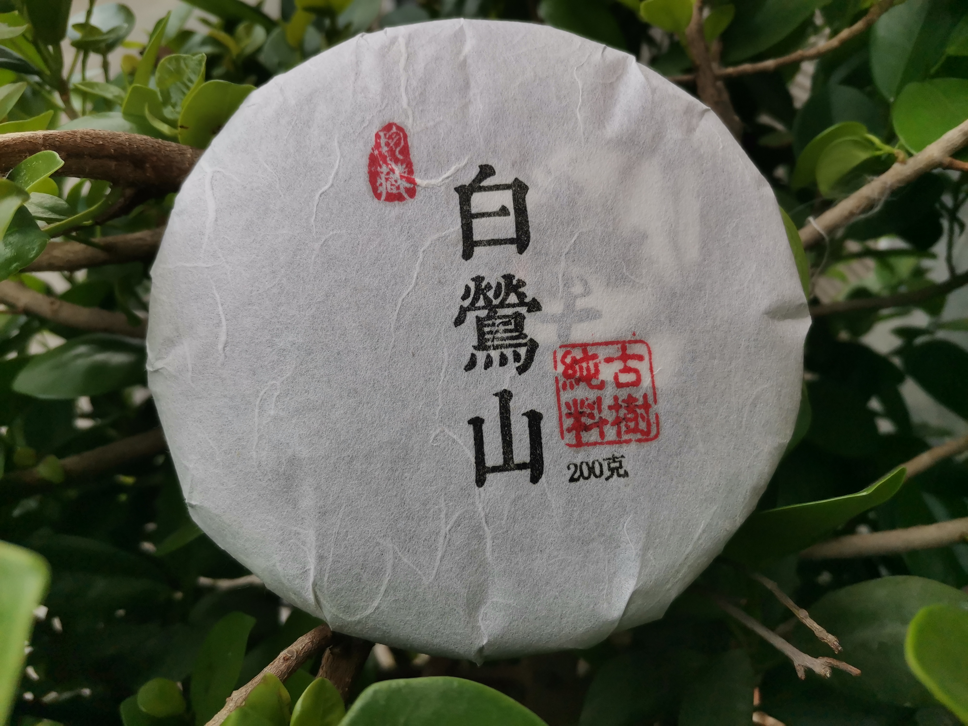 临沧白莺山古树茶特点图片