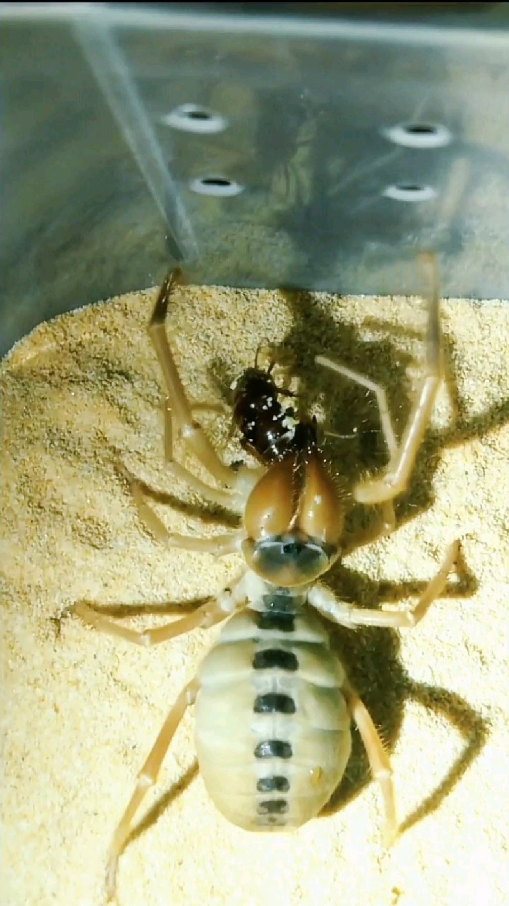 避日蛛,又称骆驼蜘蛛,沙漠中的绞肉机,螯肢大且有力,是贪食的肉食性