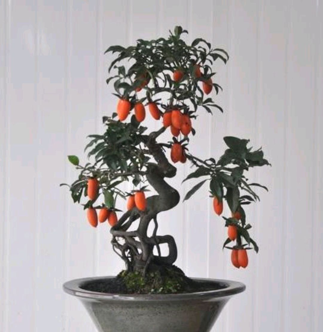 老鸦柿盆景要想美,夏季管理很关键,如何管理?