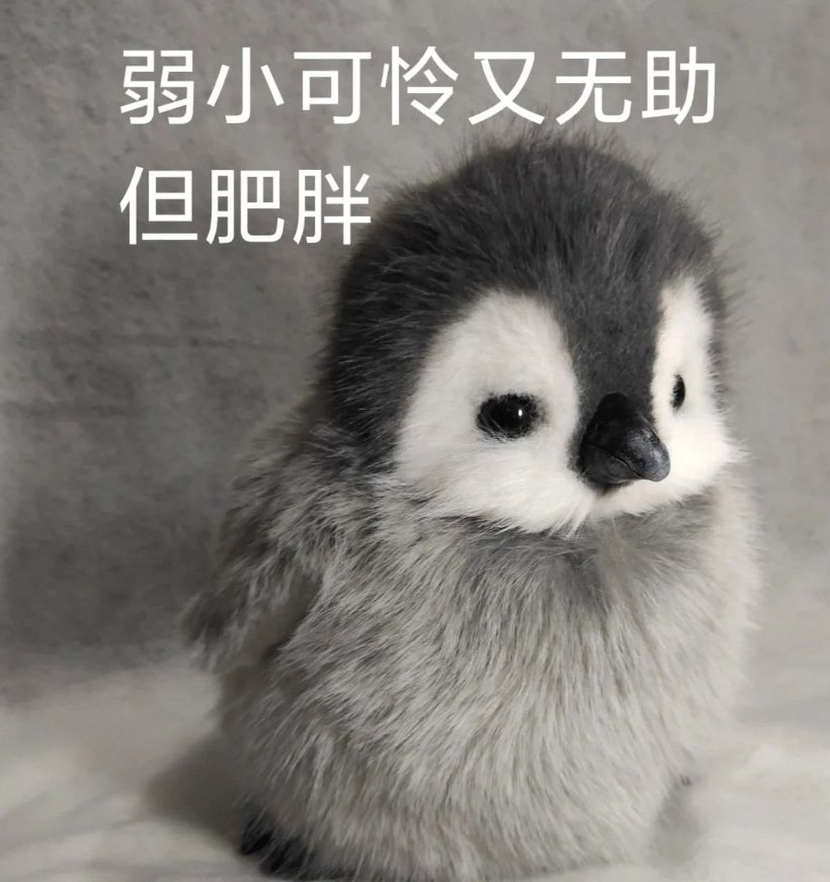 "弱小可怜无助又肥胖"#百亿宣发计划# #让人怦然心动的小宠物