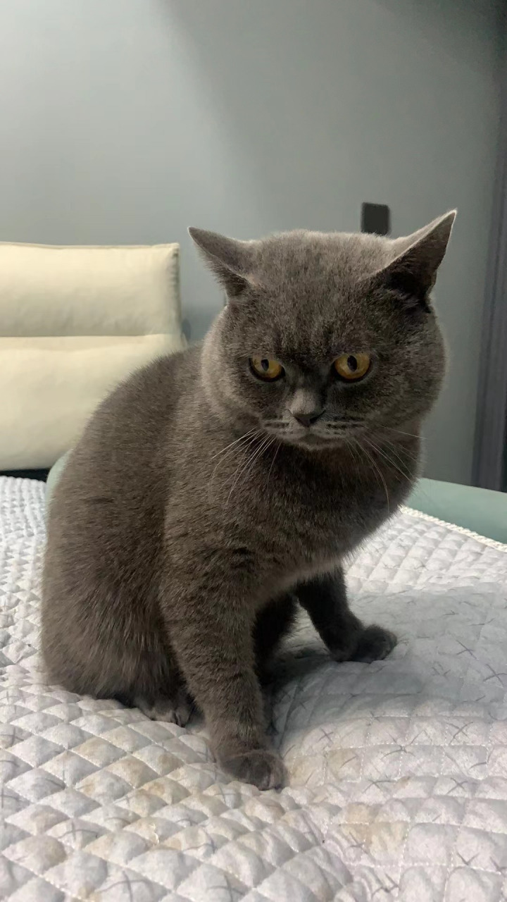 谁能拒绝这样萌萌的猫咪呢#萌宠# #趣图搞笑