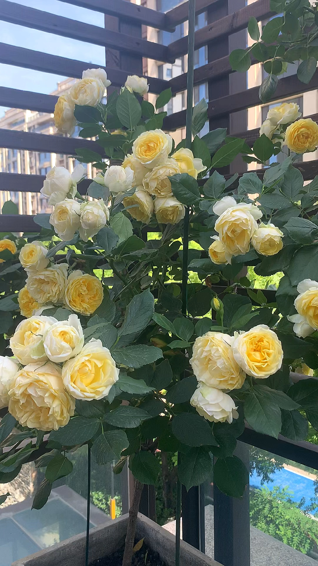 金絲雀月季棒棒糖,花開最好的時候