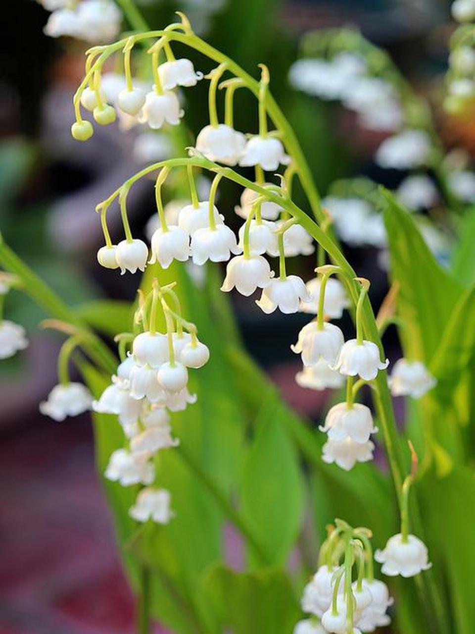 洁白无瑕,玲珑雅致的白铃兰,像一串串风铃在风中摇曳,简直太可爱了.