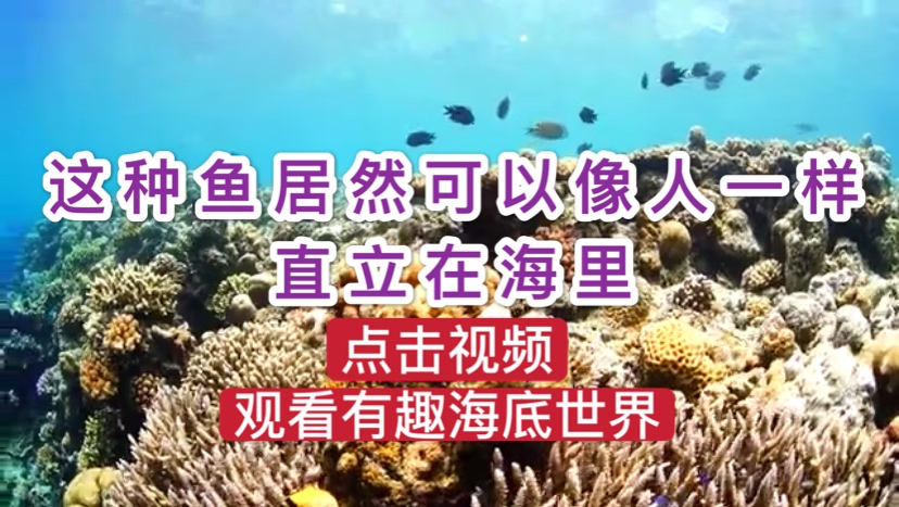你见过竖着游的鱼吗?这种鱼可以像人一样直立在水中!