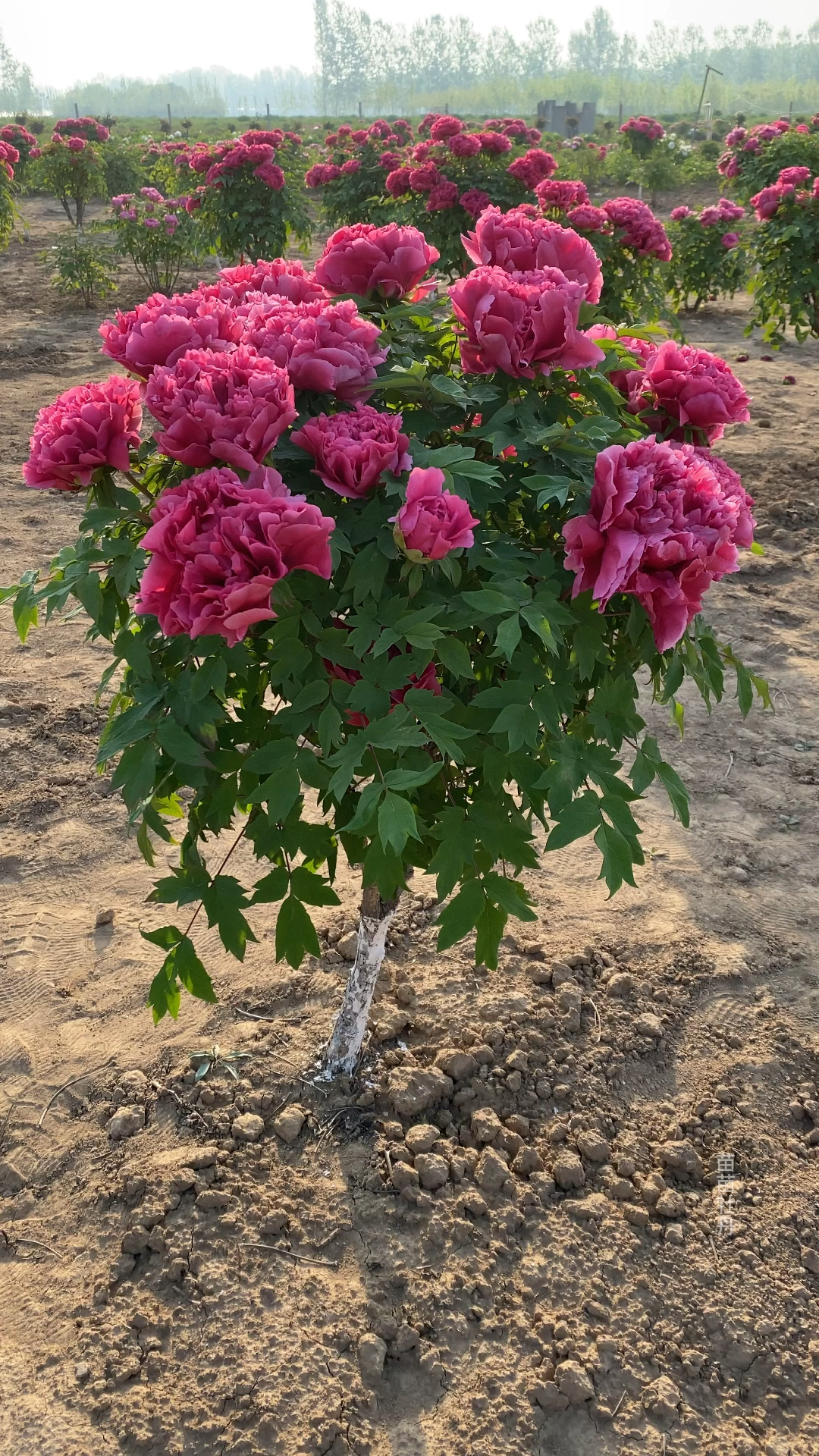 花王独杆牡丹树,挺拔端庄,国色天香