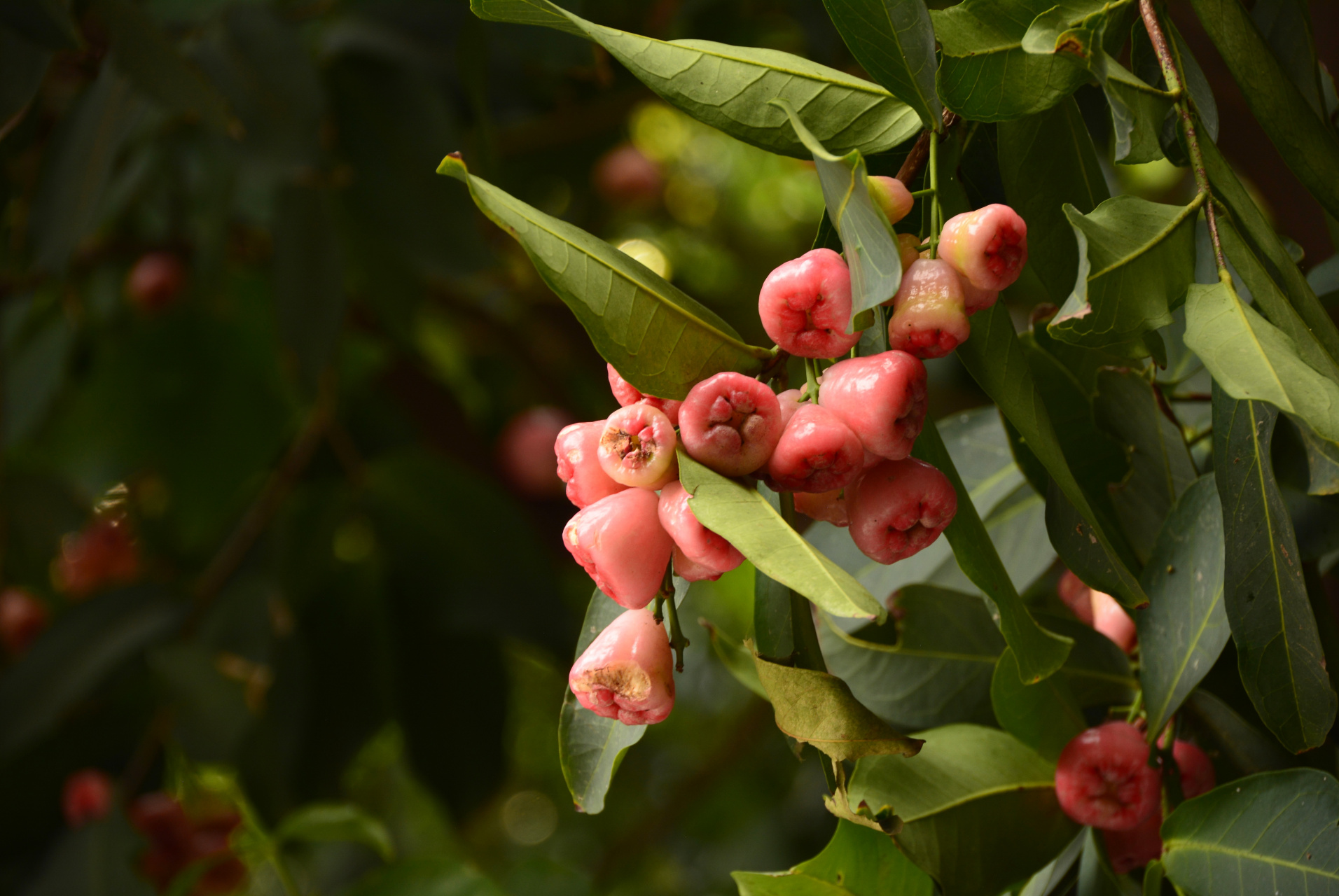 下图中的果子,我们叫"番鬼蒲桃",它还有一个鼎鼎的名字——莲雾.