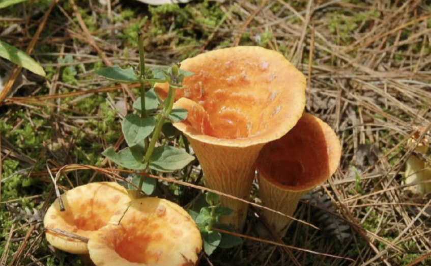 东北喇叭张蘑菇图片图片